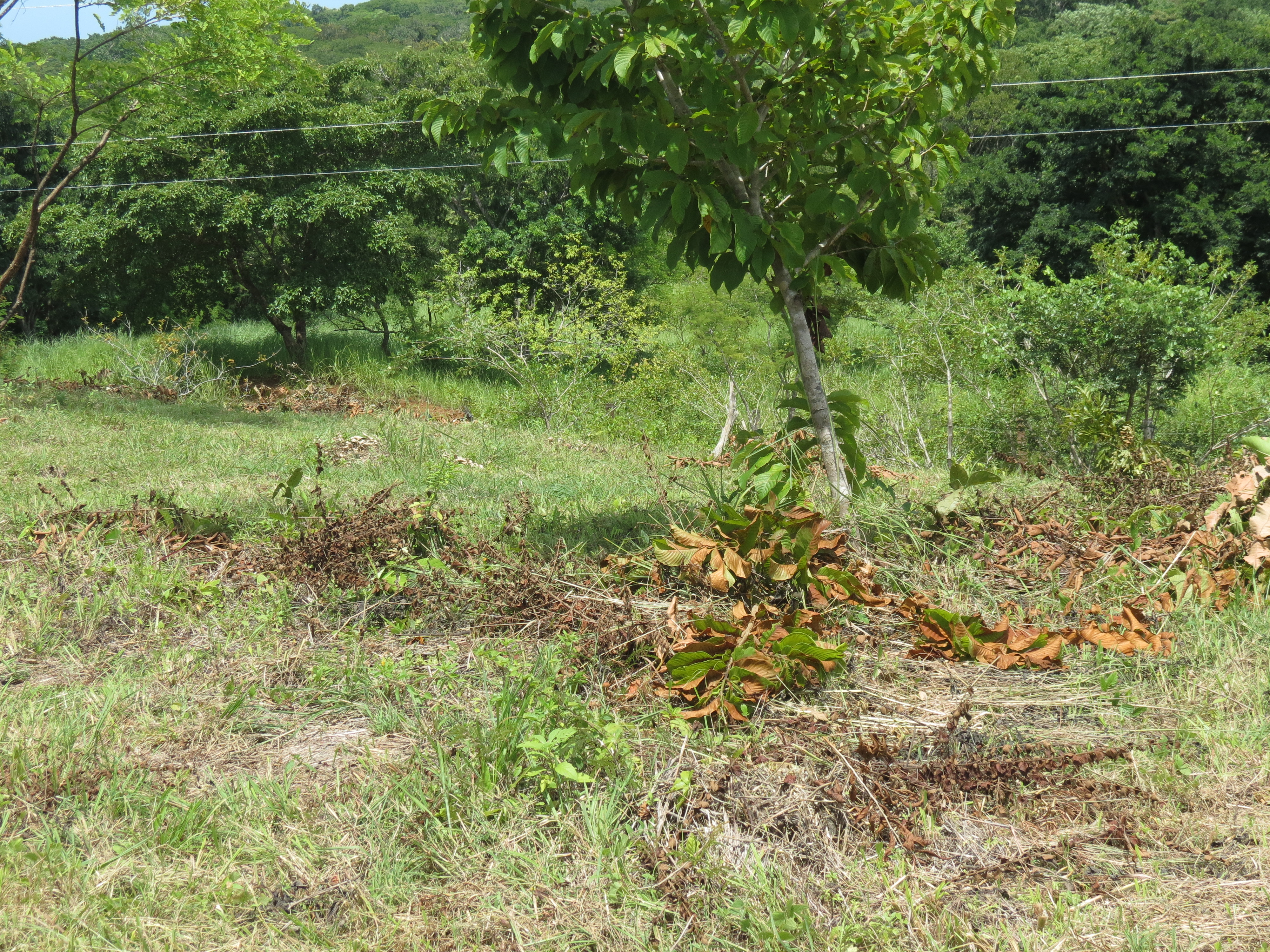 0 bed Land For Sale in Junquillal, Guanacaste - thumb 4