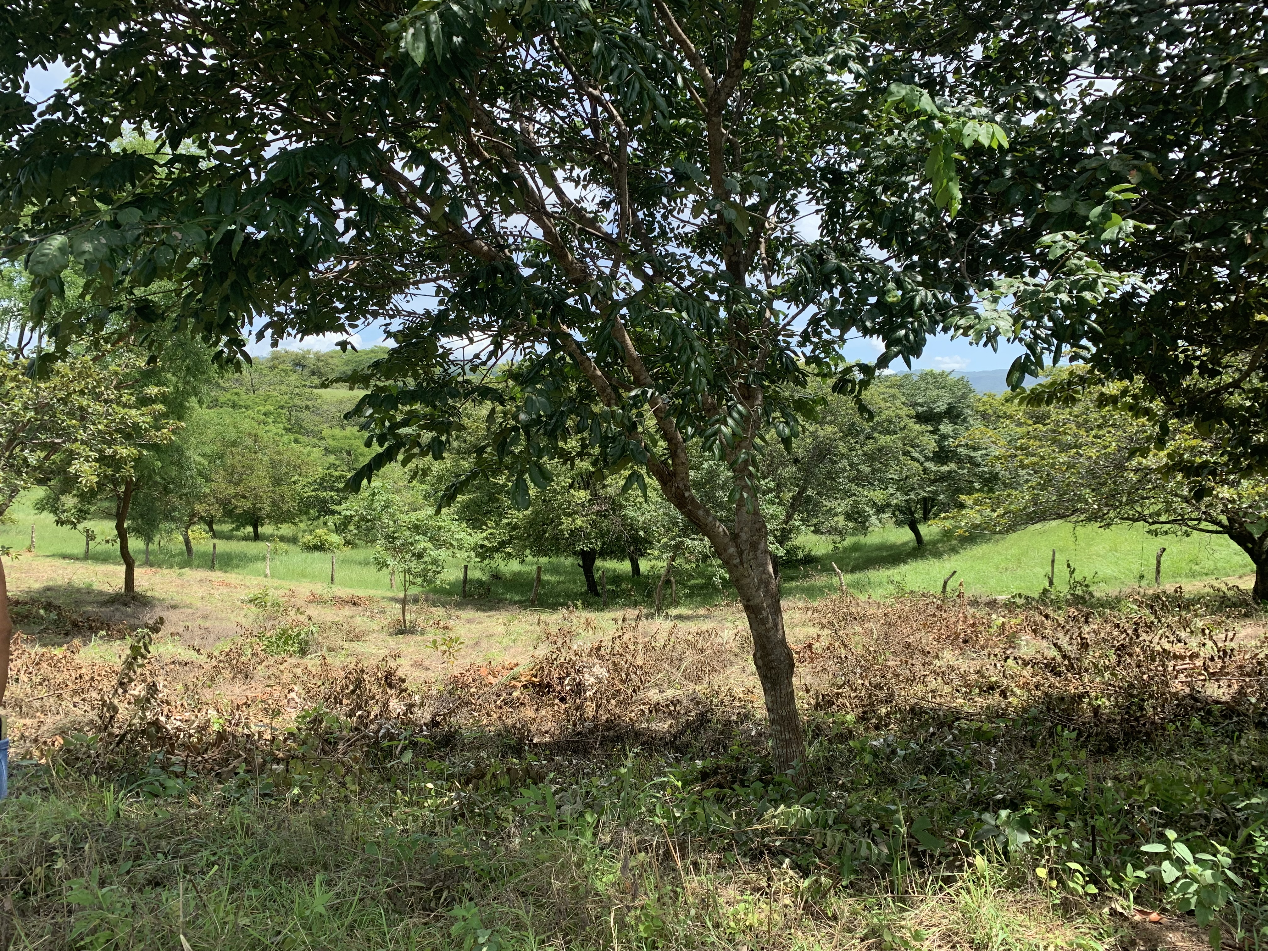 0 bed Land For Sale in Junquillal, Guanacaste - thumb 18