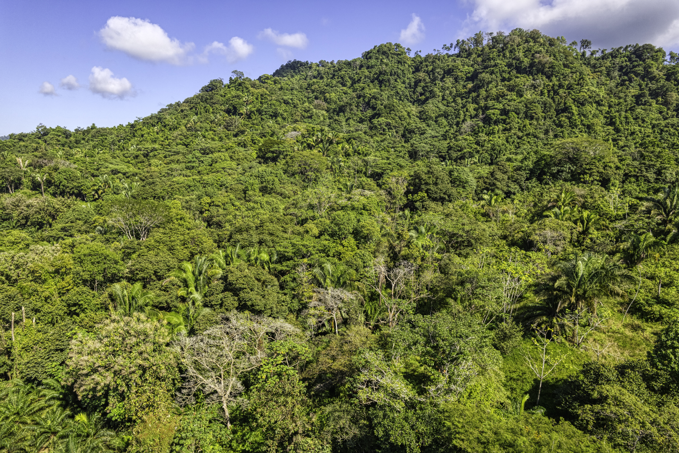 0 bed Land For Sale in Dominical, Puntarenas - thumb 5