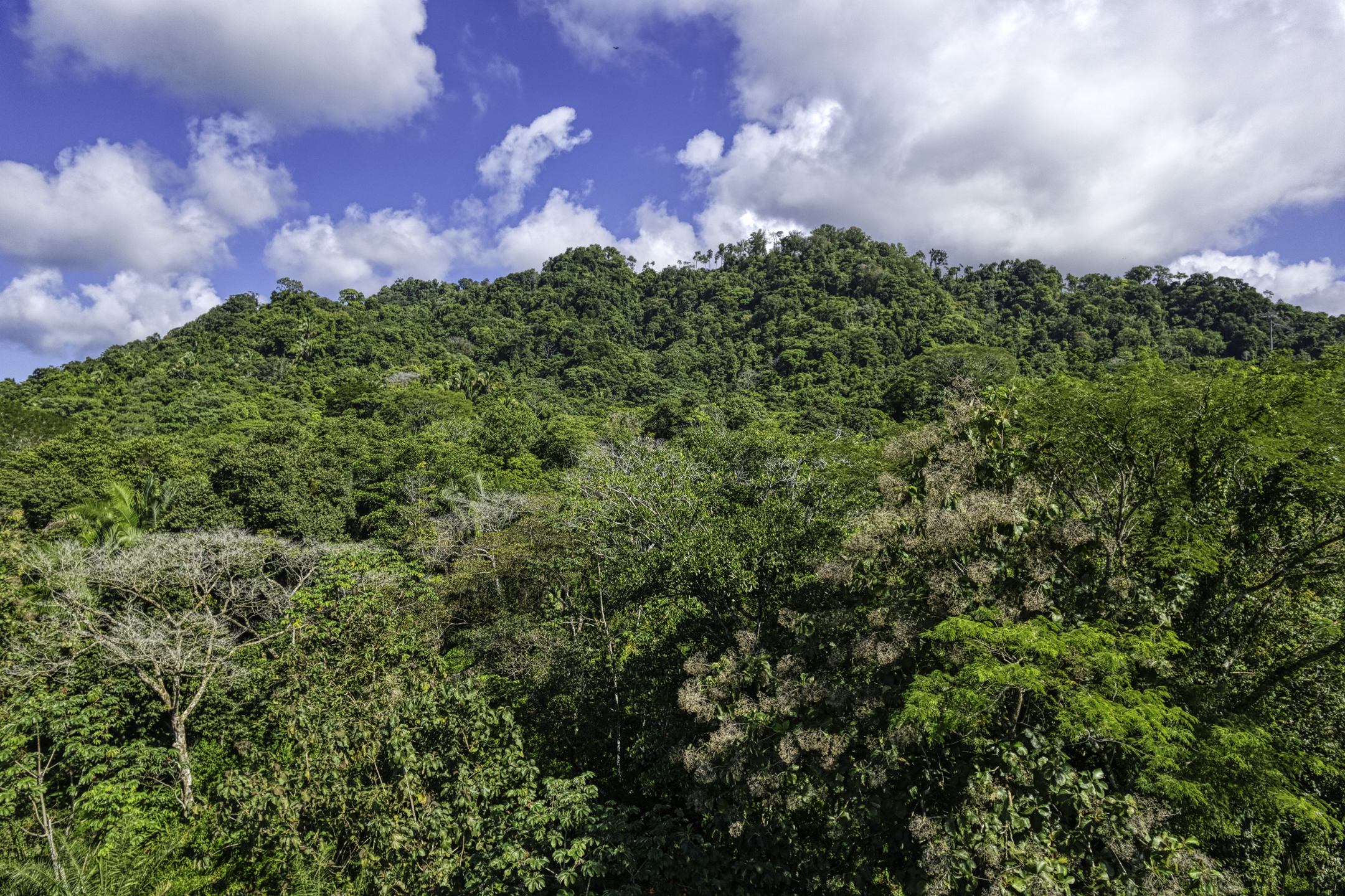 0 bed Land For Sale in Dominical, Puntarenas - thumb 16