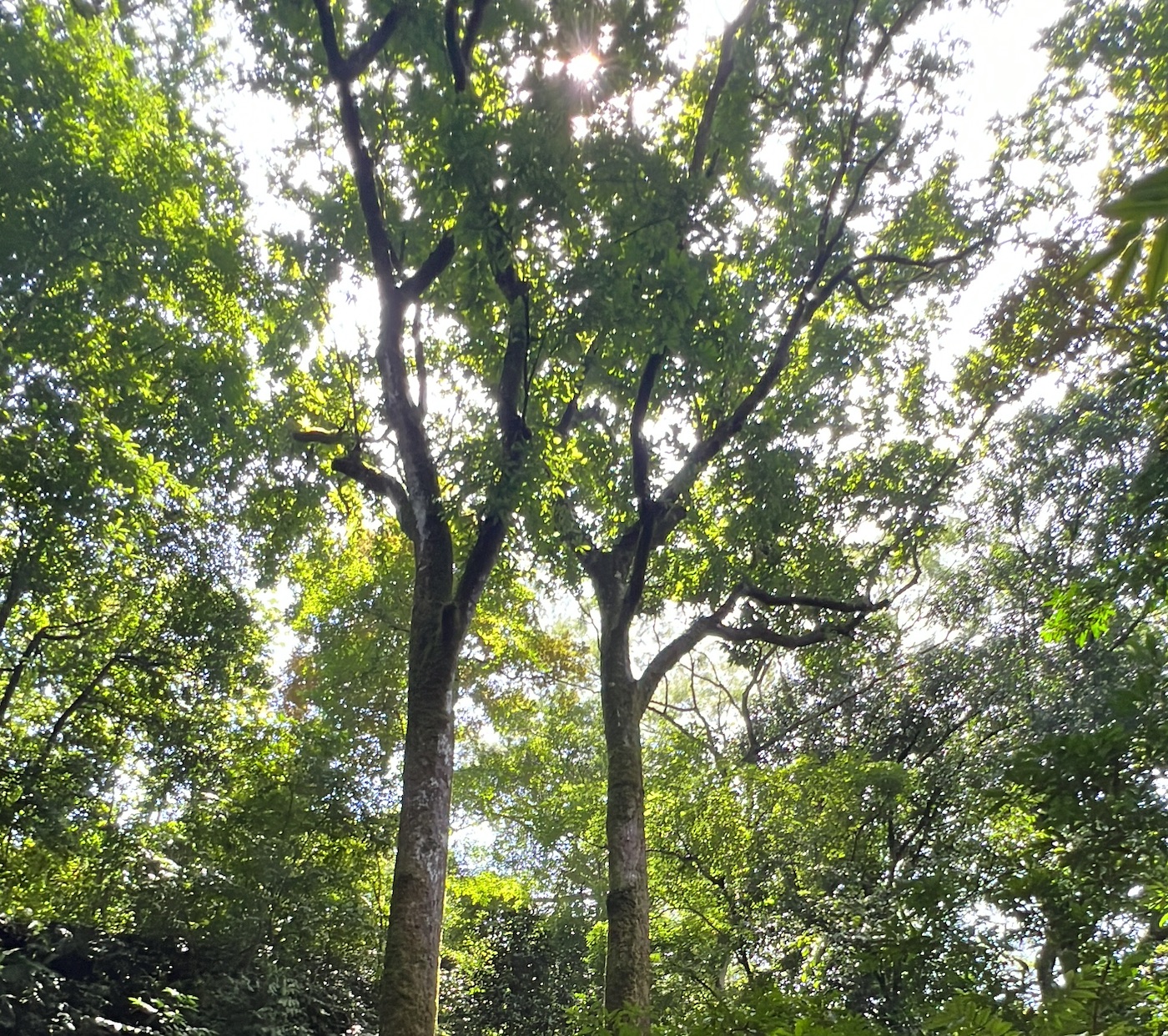 0 bed Land For Sale in San Mateo, San Jose - thumb 14