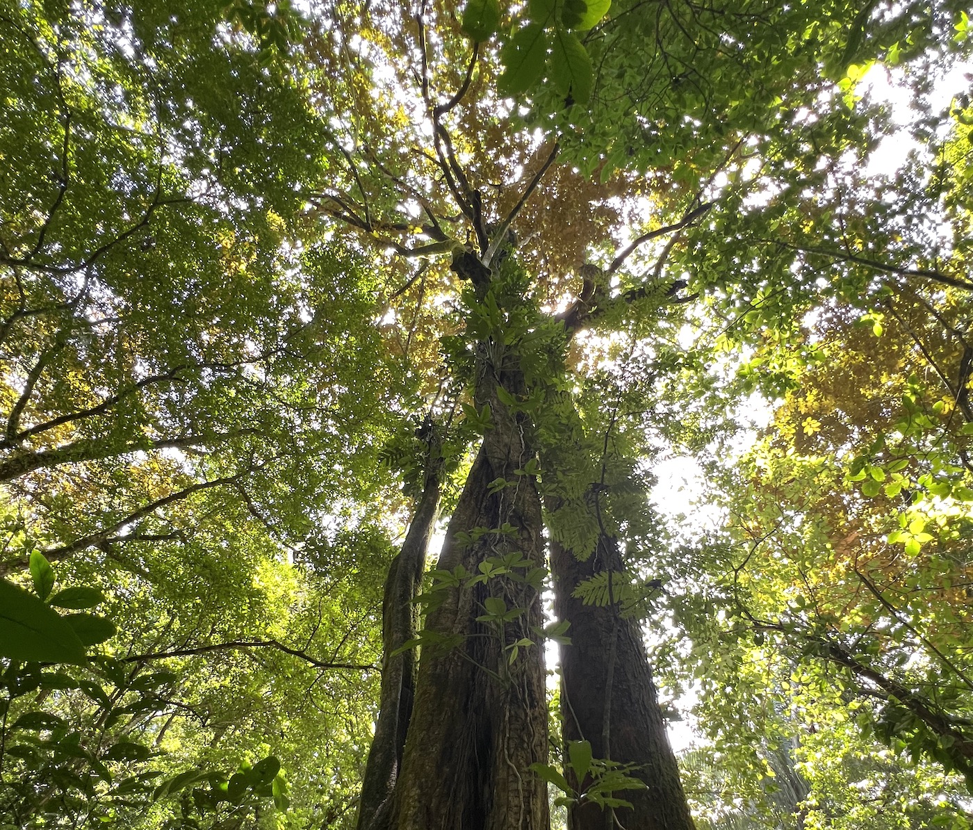 0 bed Land For Sale in San Mateo, San Jose - thumb 15