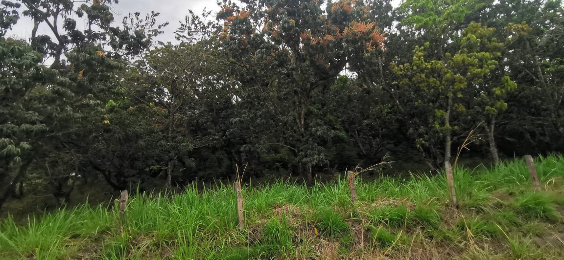 0 bed Land For Sale in La Garita, Alajuela - thumb 2