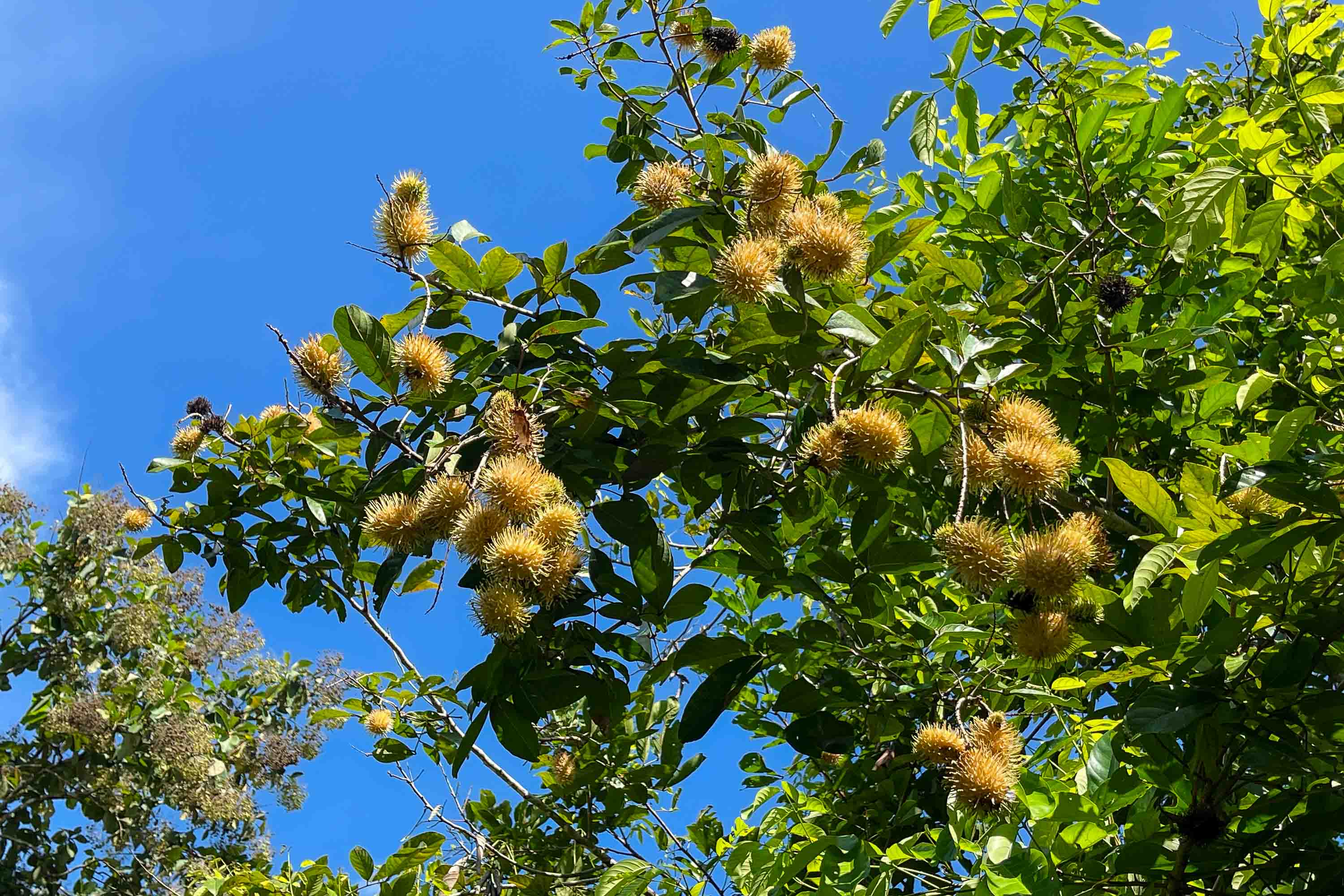 2 bed Single Family Homes For Sale in Quepos, Puntarenas - thumb 18