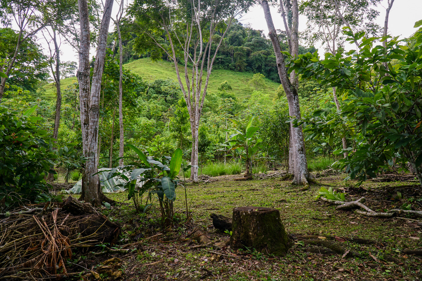 2 bed Single Family Homes For Sale in Perez Zeledon, San Jose - thumb 24