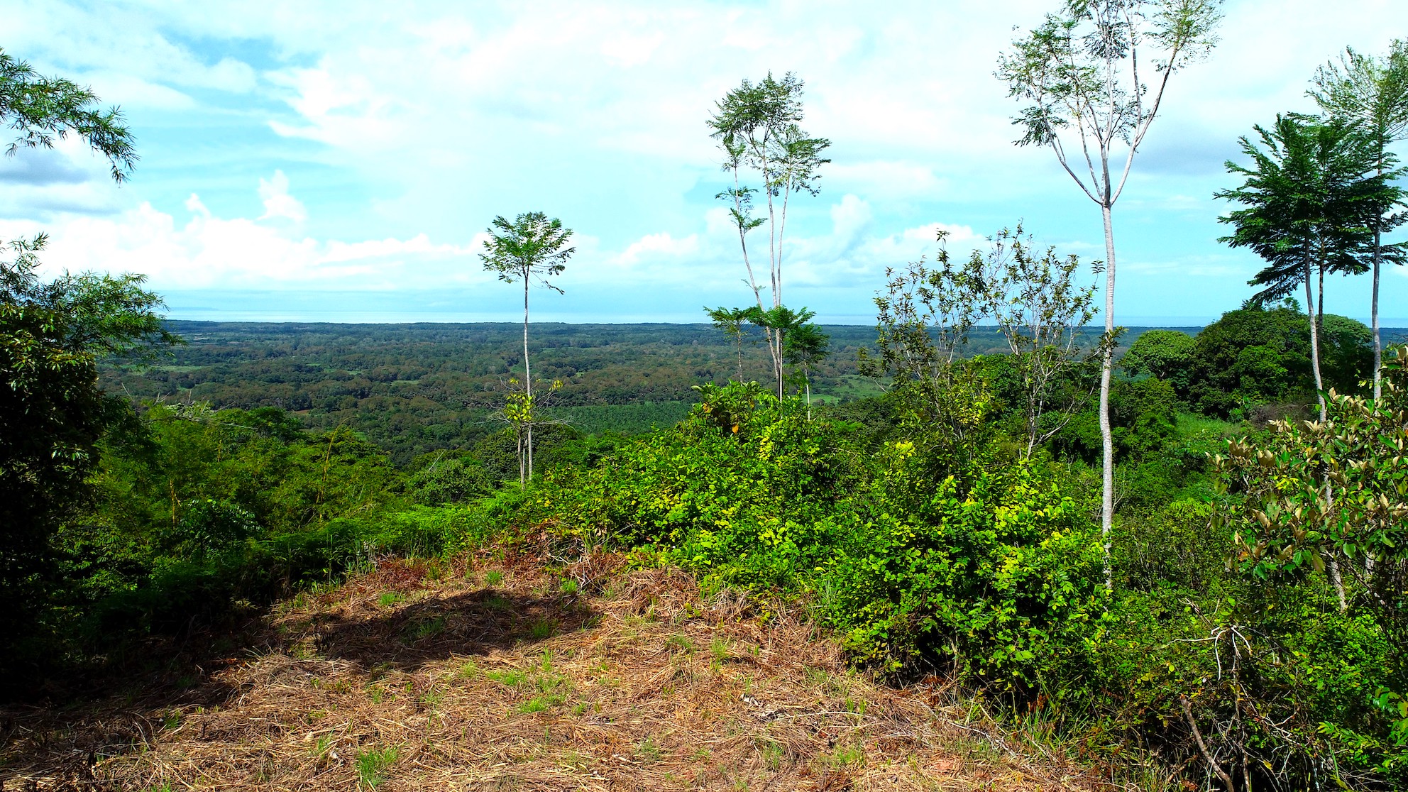 0 bed Land For Sale in Ojochal, Puntarenas - thumb 19
