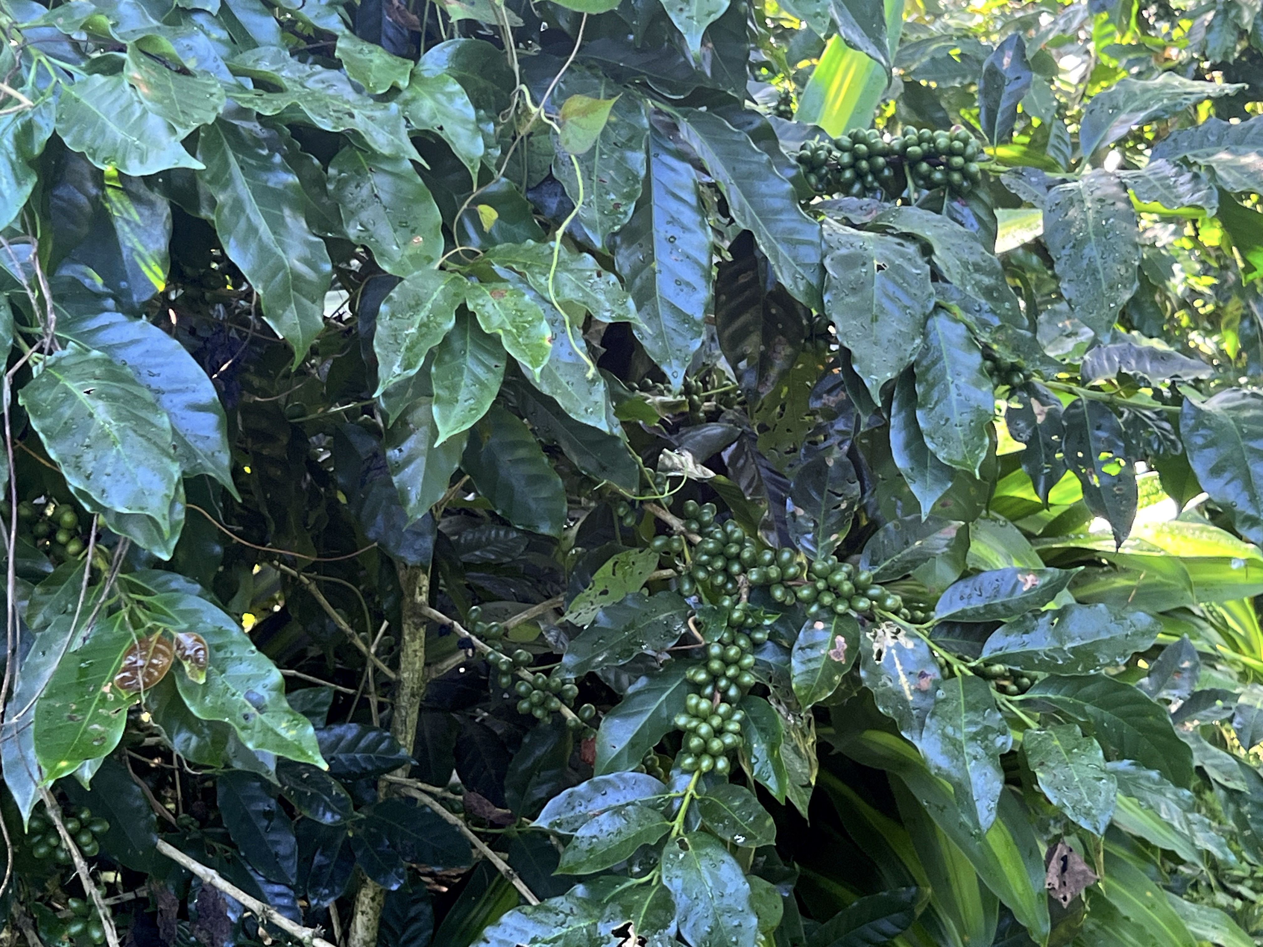 5 bed Single Family Homes For Sale in Nicoya Peninsula, Guanacaste - thumb 19