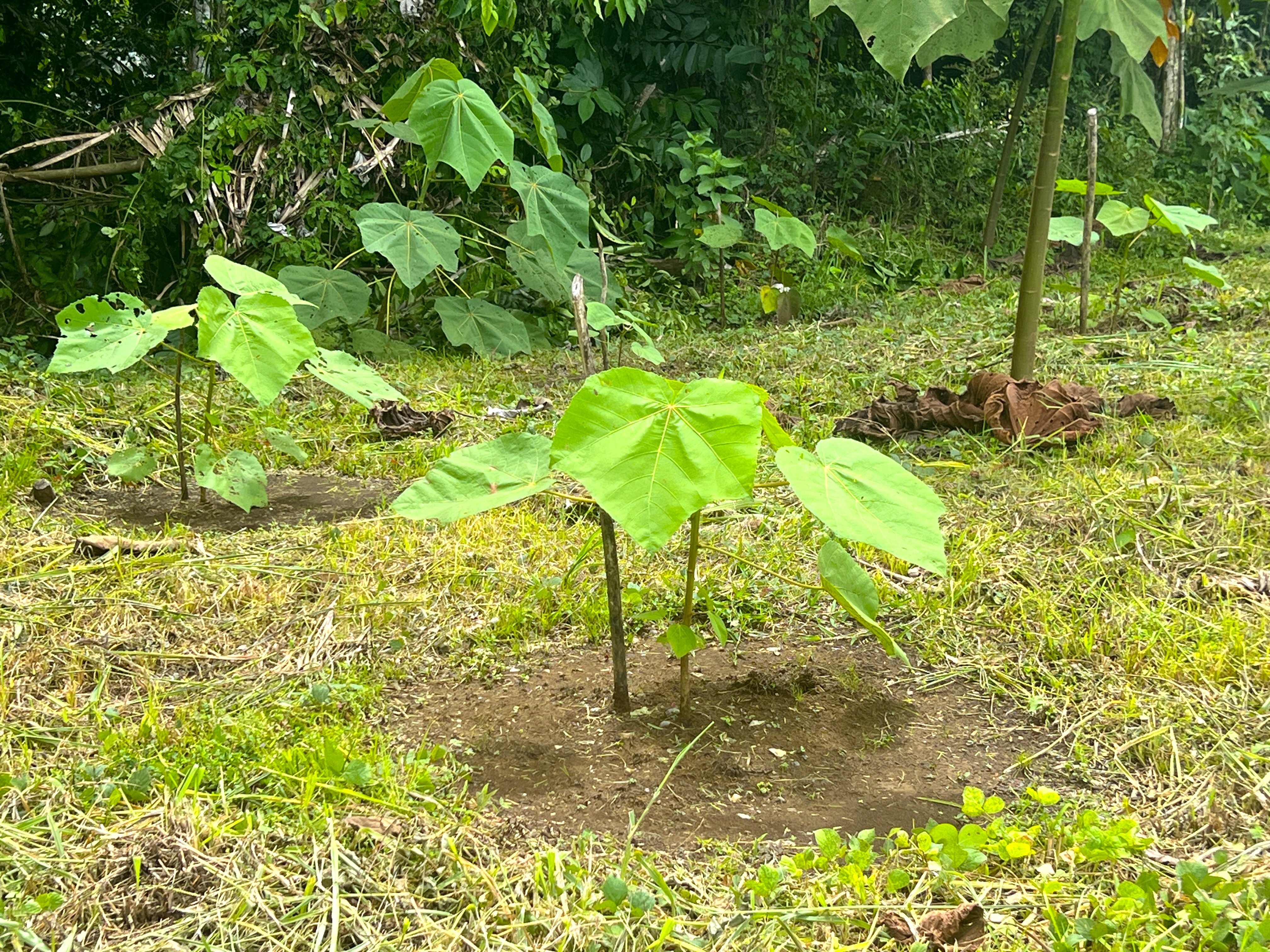 0 bed Land For Sale in Parrita, Puntarenas - thumb 12