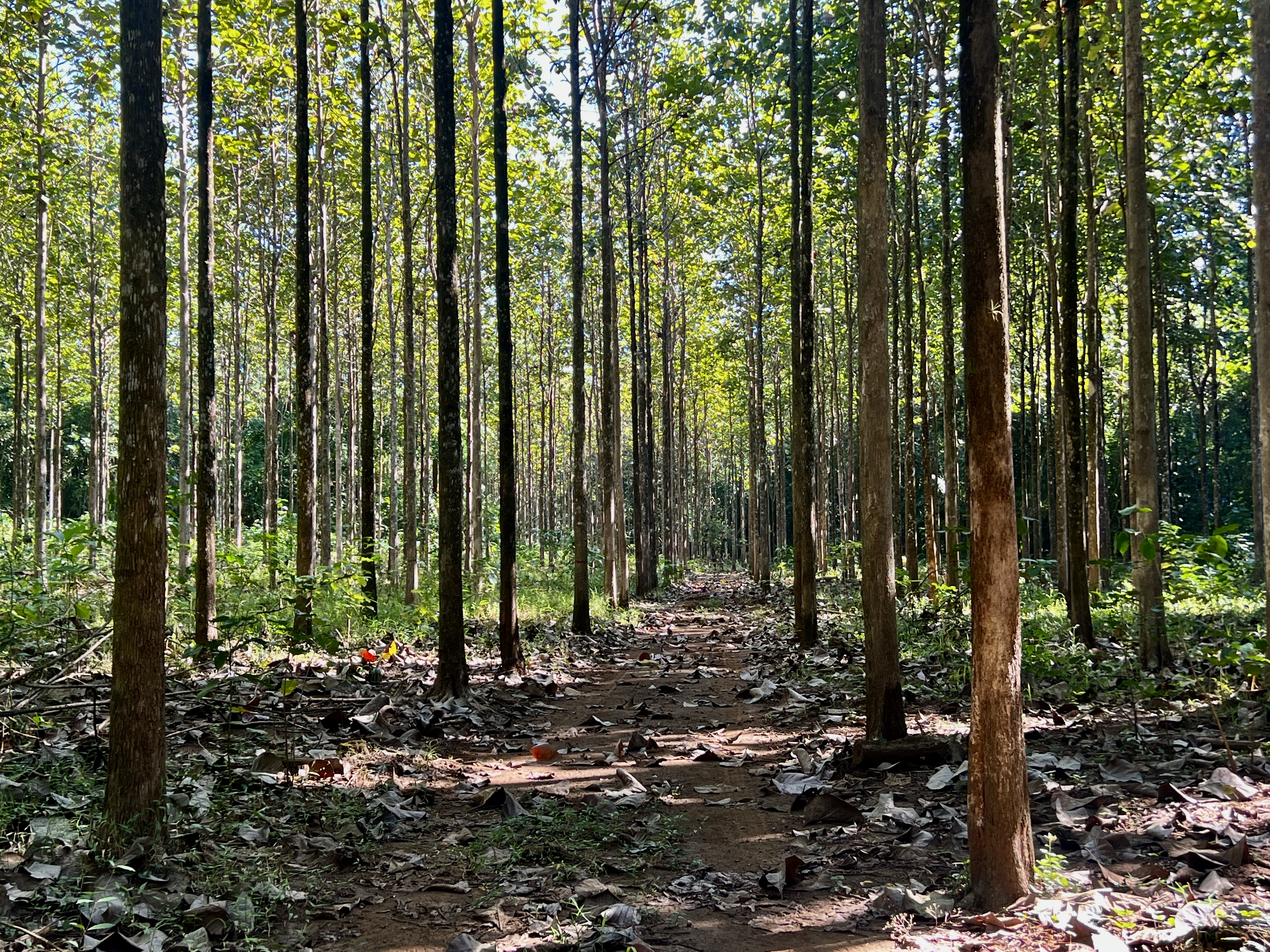 0 bed Land For Sale in Parrita, Puntarenas - thumb 16