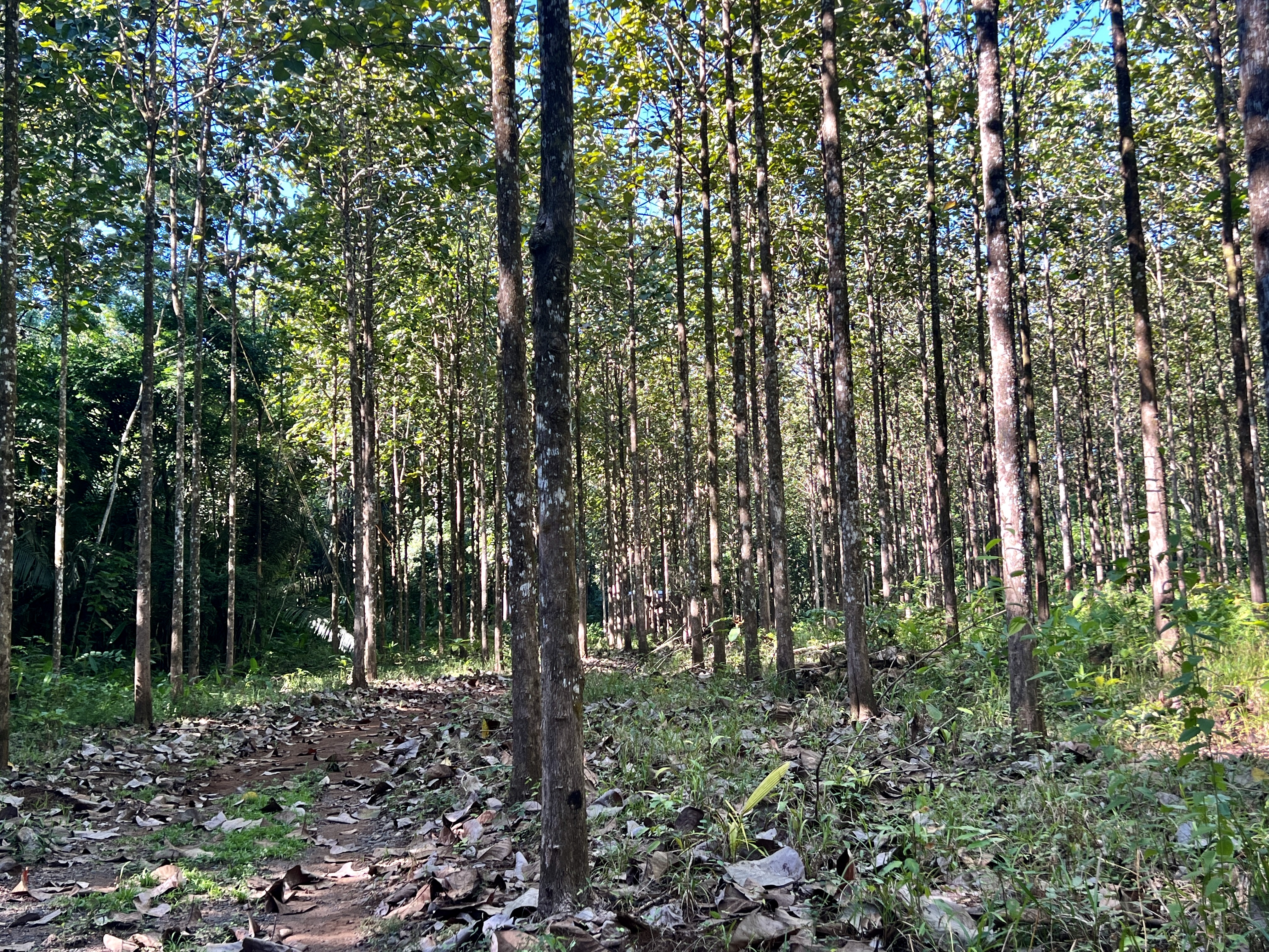 0 bed Land For Sale in Parrita, Puntarenas - thumb 13