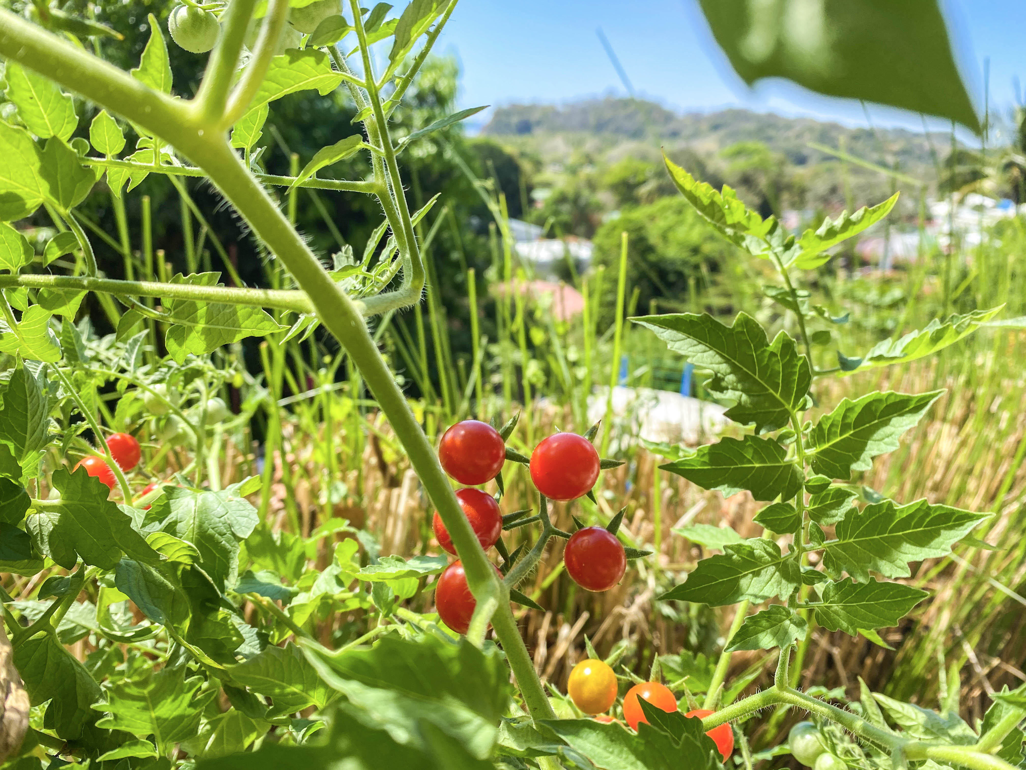 1 bed Condo For Sale in Samara, Guanacaste - thumb 4