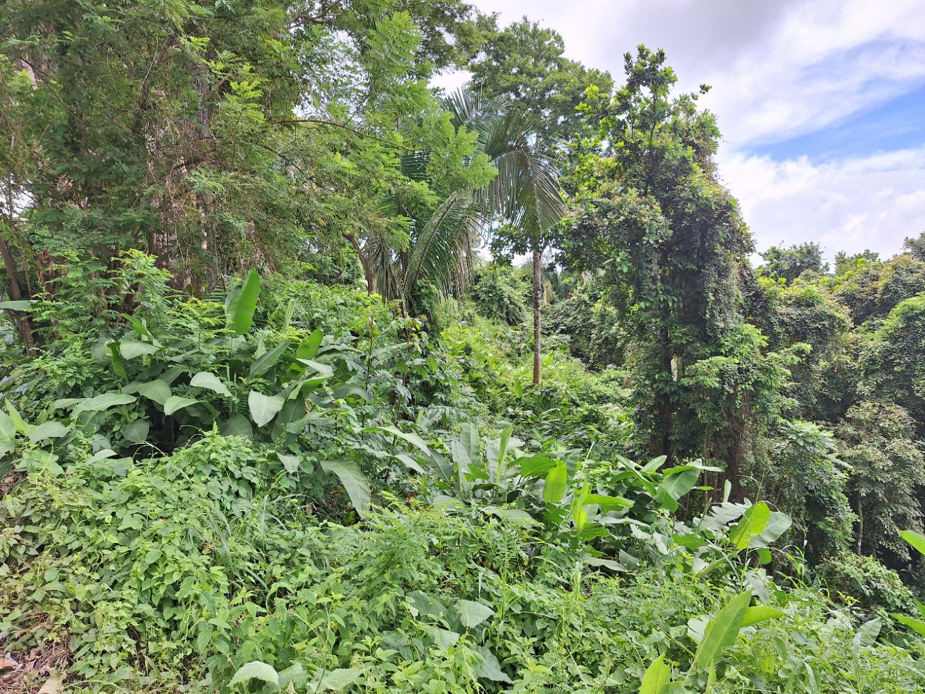 0 bed Land For Sale in Tarcoles, Puntarenas - thumb 2