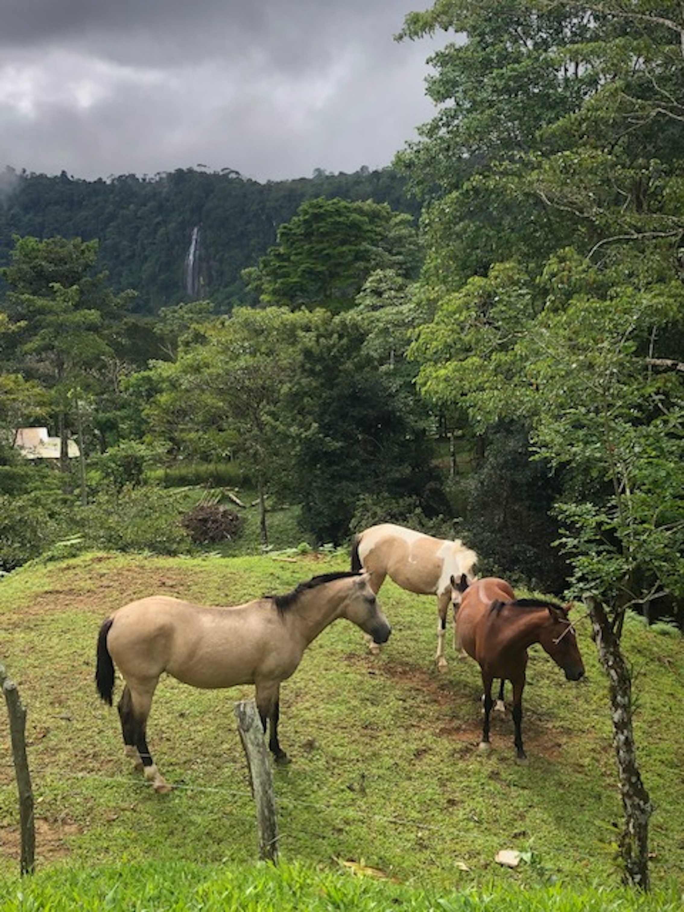 4 bed Land For Sale in Dominical, Puntarenas - thumb 29
