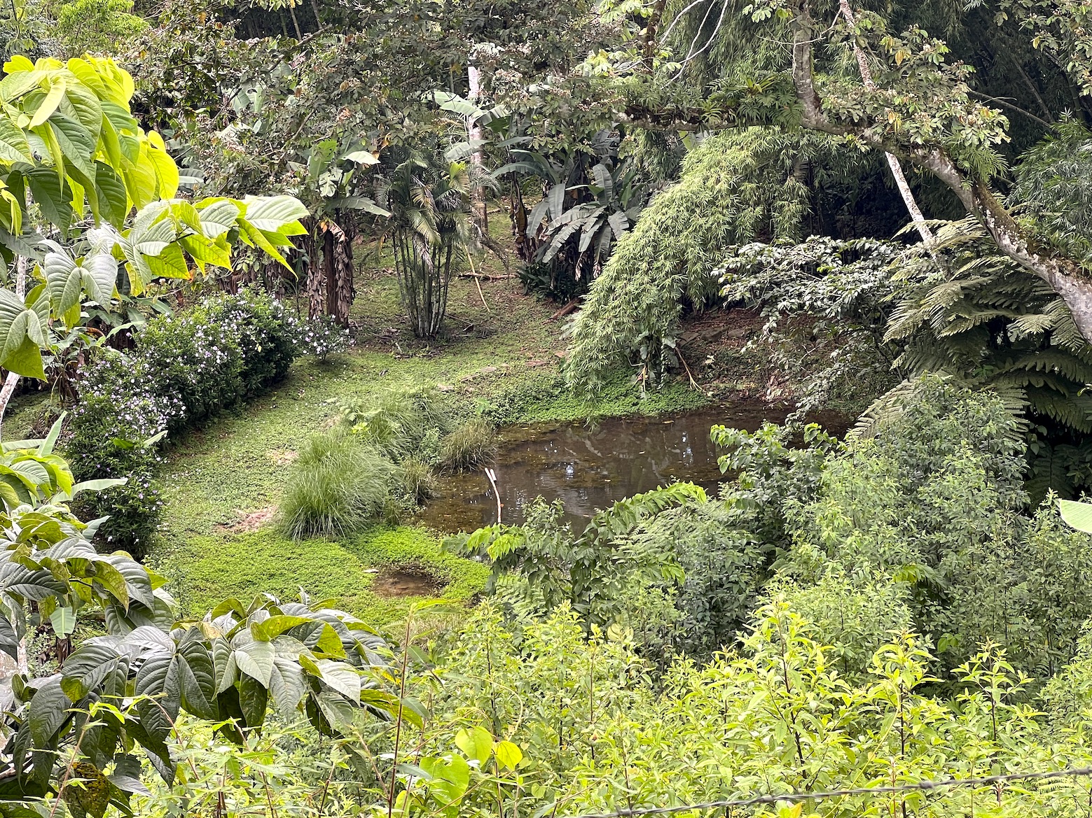 4 bed Land For Sale in Dominical, Puntarenas - thumb 6