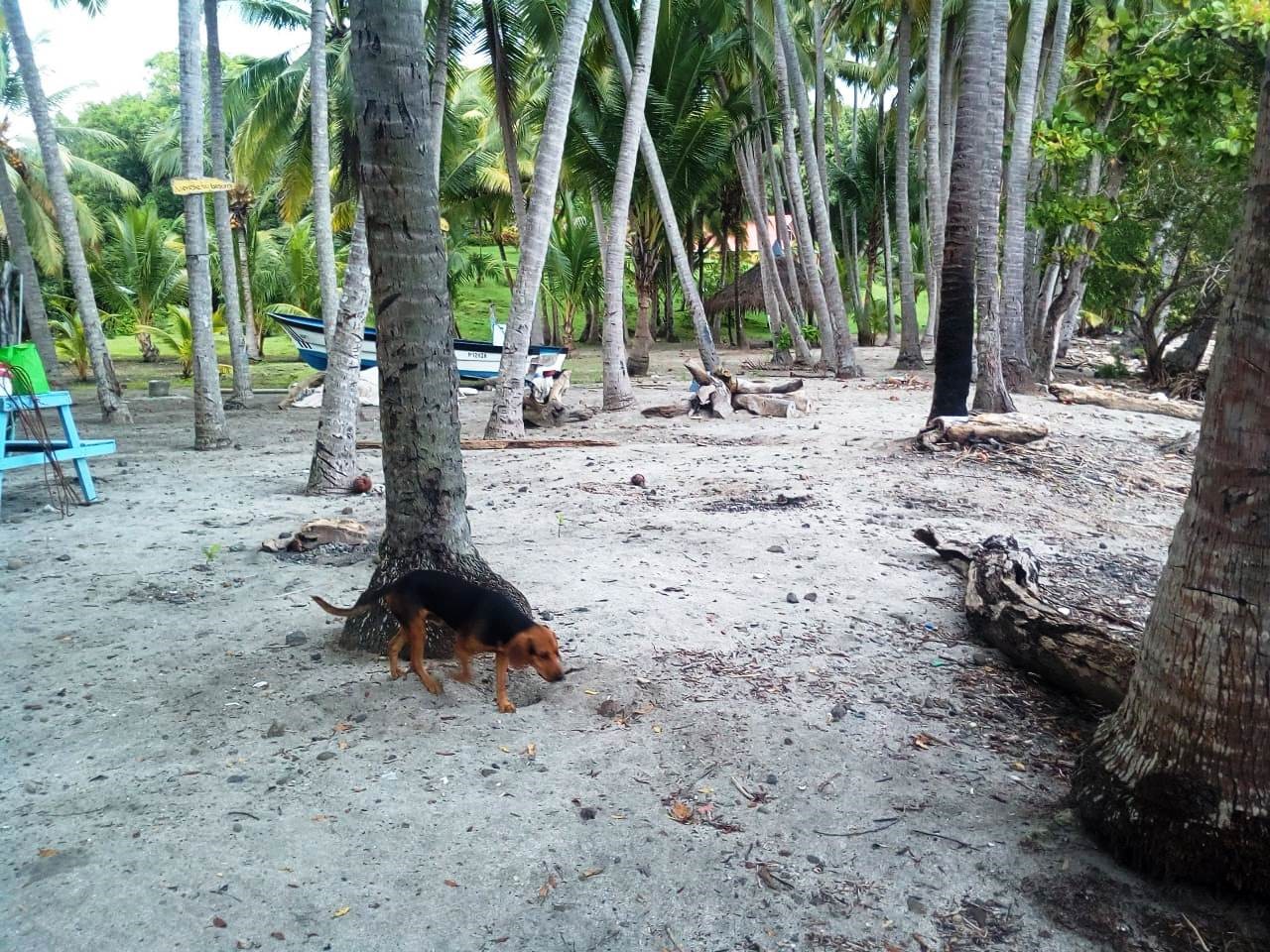 0 bed Land For Sale in Paquera, Puntarenas - thumb 11