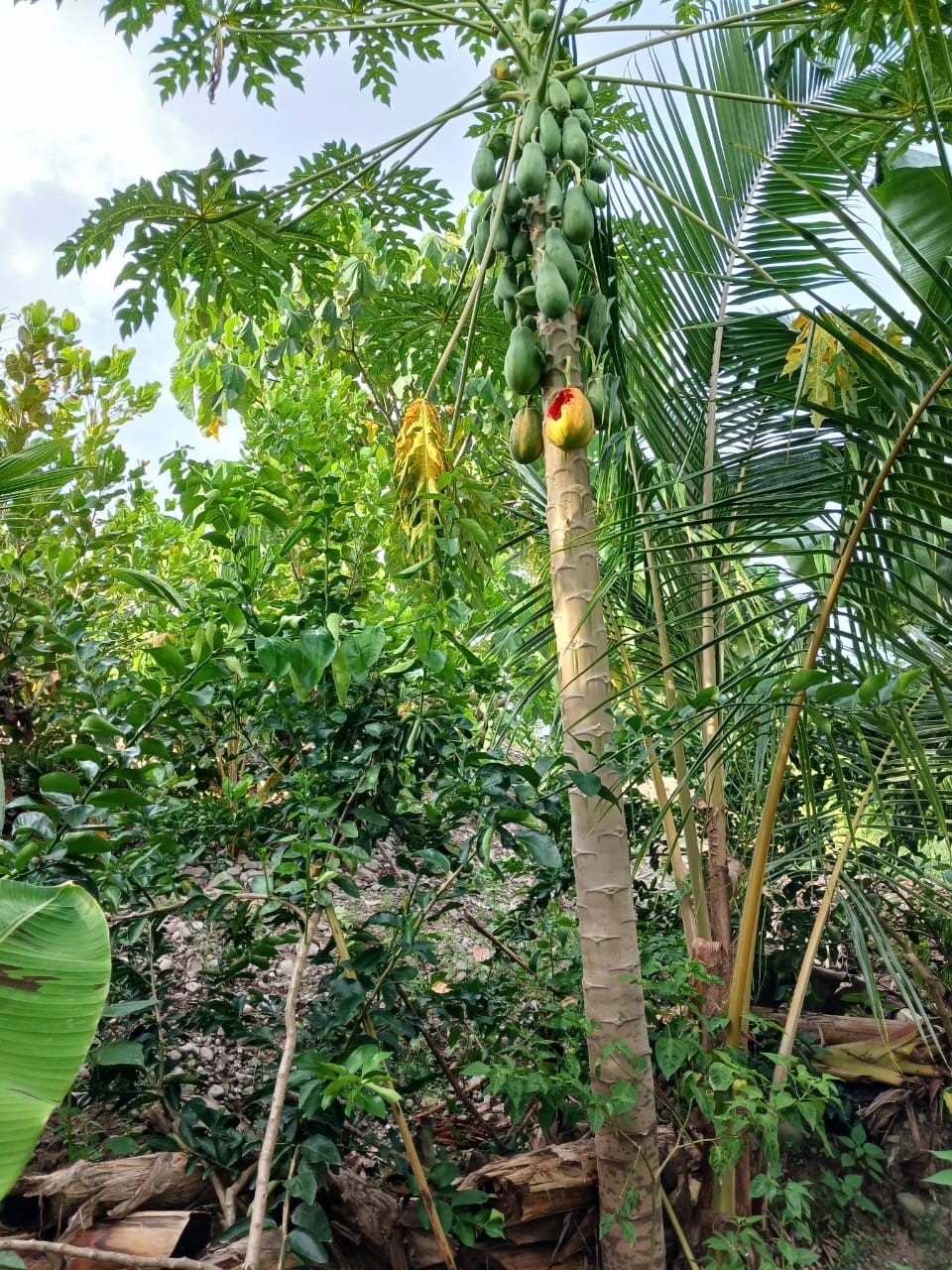 0 bed Land For Sale in Paquera, Puntarenas - thumb 4