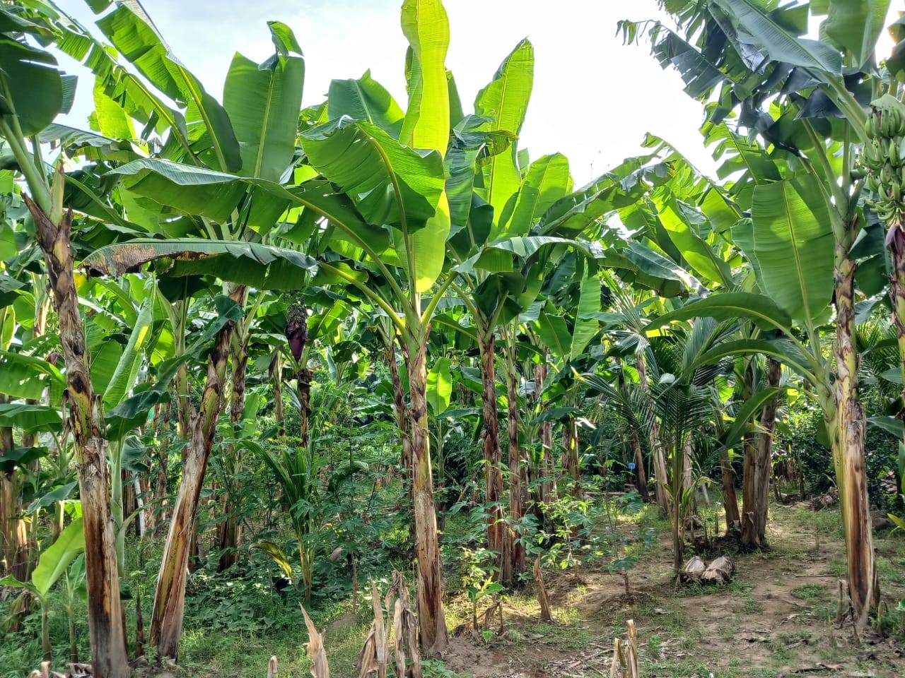 0 bed Land For Sale in Paquera, Puntarenas - thumb 6