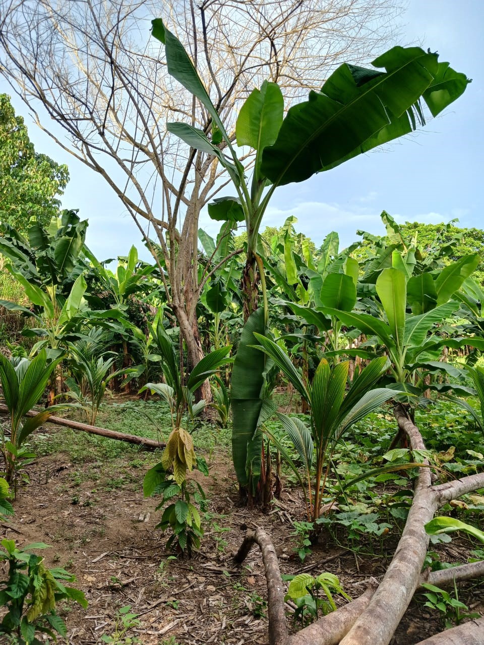 0 bed Land For Sale in Paquera, Puntarenas - thumb 1