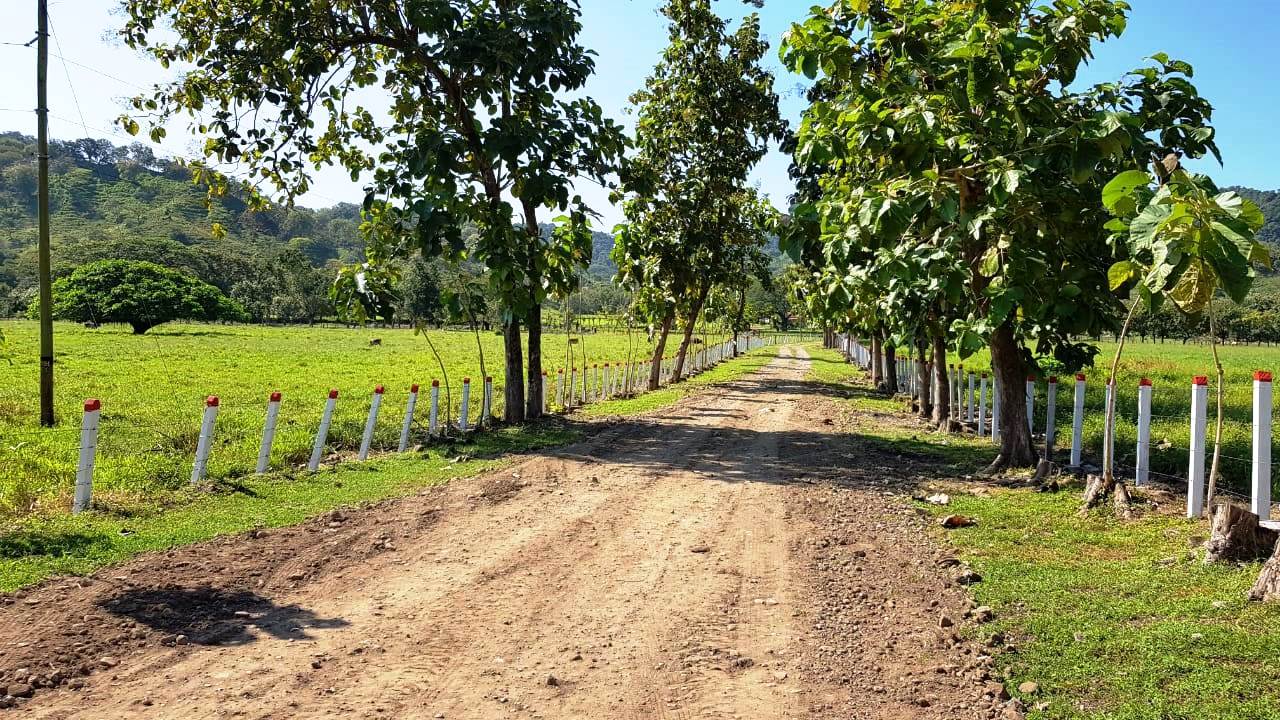 8 bed Land For Sale in Paquera, Puntarenas - thumb 4