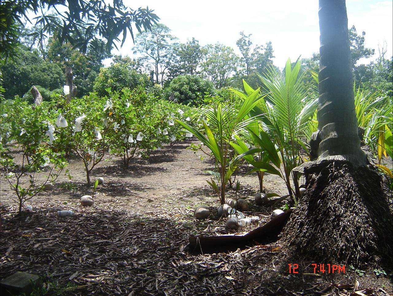 4 bed Land For Sale in Paquera, Puntarenas - thumb 11