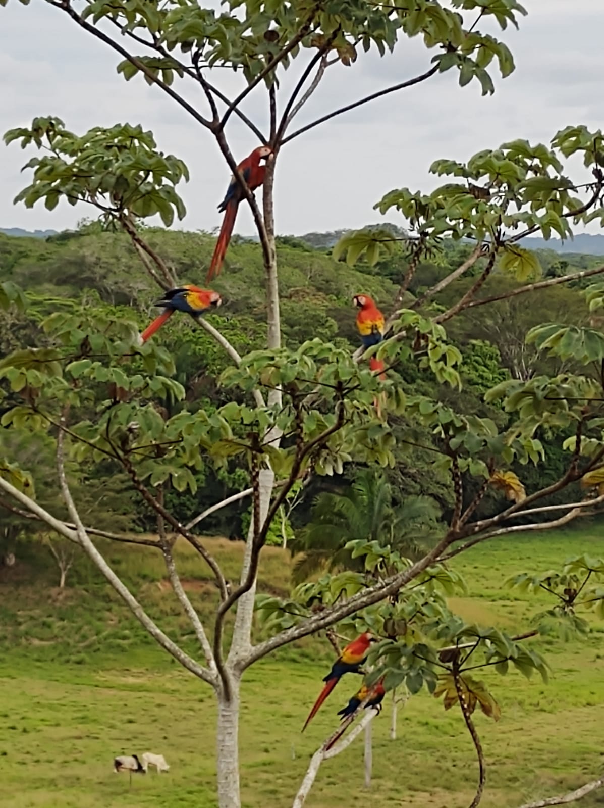 4 bed Single Family Homes For Sale in Playa Hermosa, Puntarenas - thumb 5