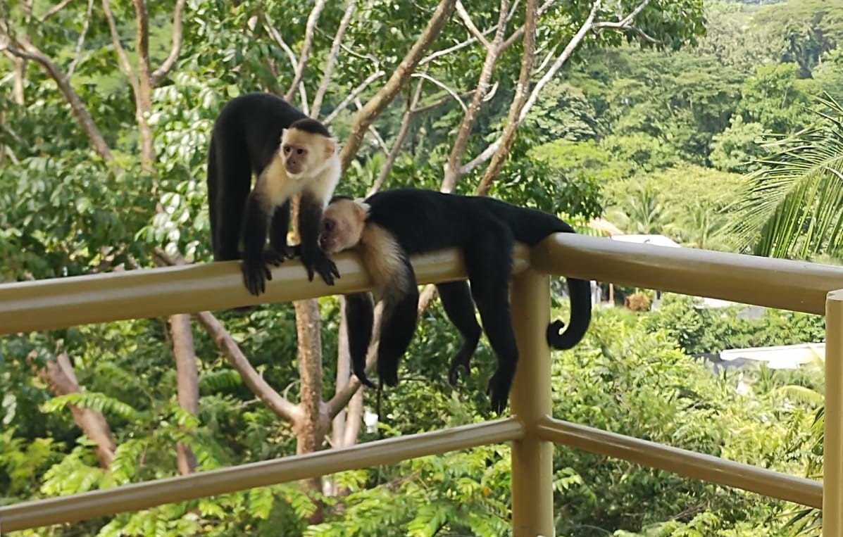 4 bed Single Family Homes For Sale in Playa Hermosa, Puntarenas - thumb 20