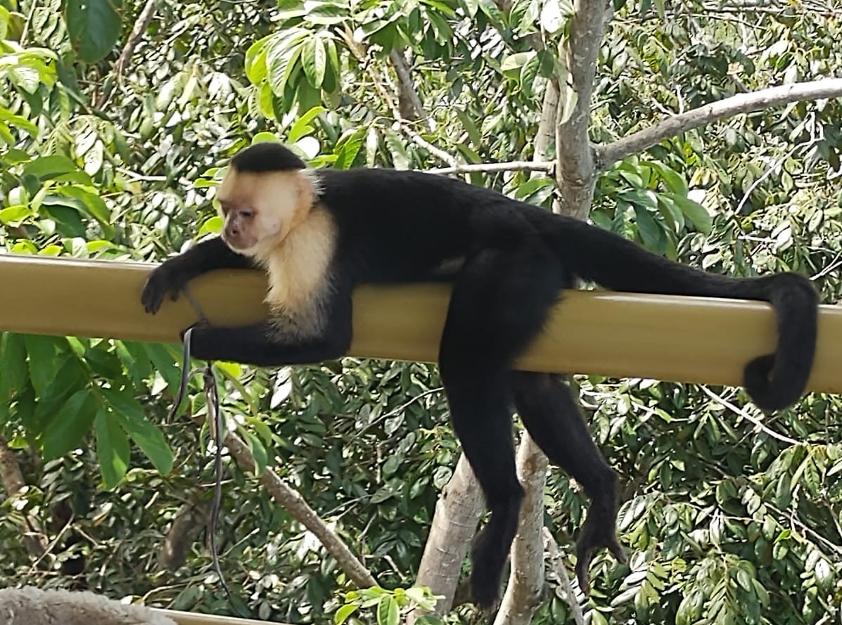 4 bed Single Family Homes For Sale in Playa Hermosa, Puntarenas - thumb 6