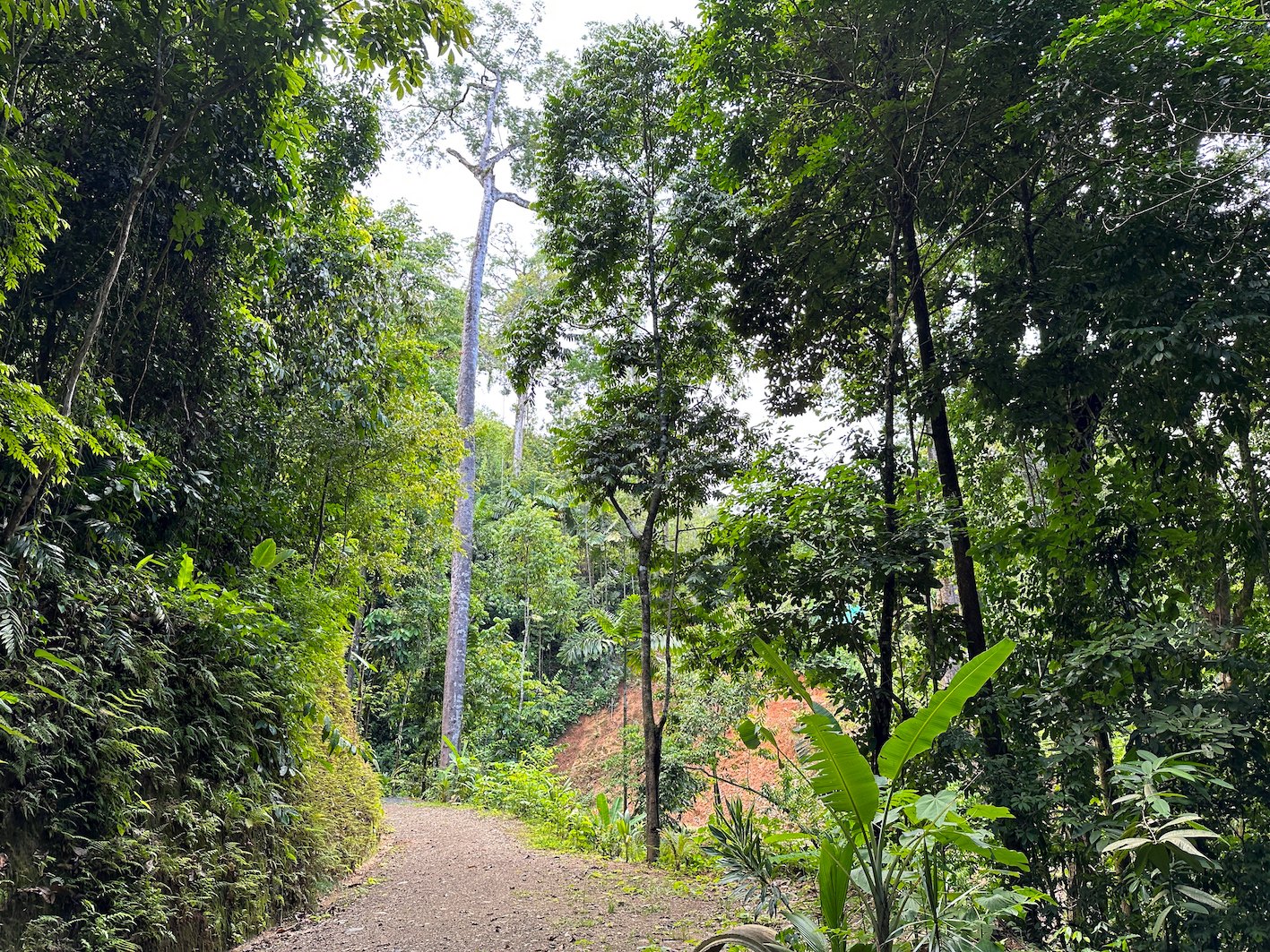 0 bed Land For Sale in Ojochal, Puntarenas - thumb 11