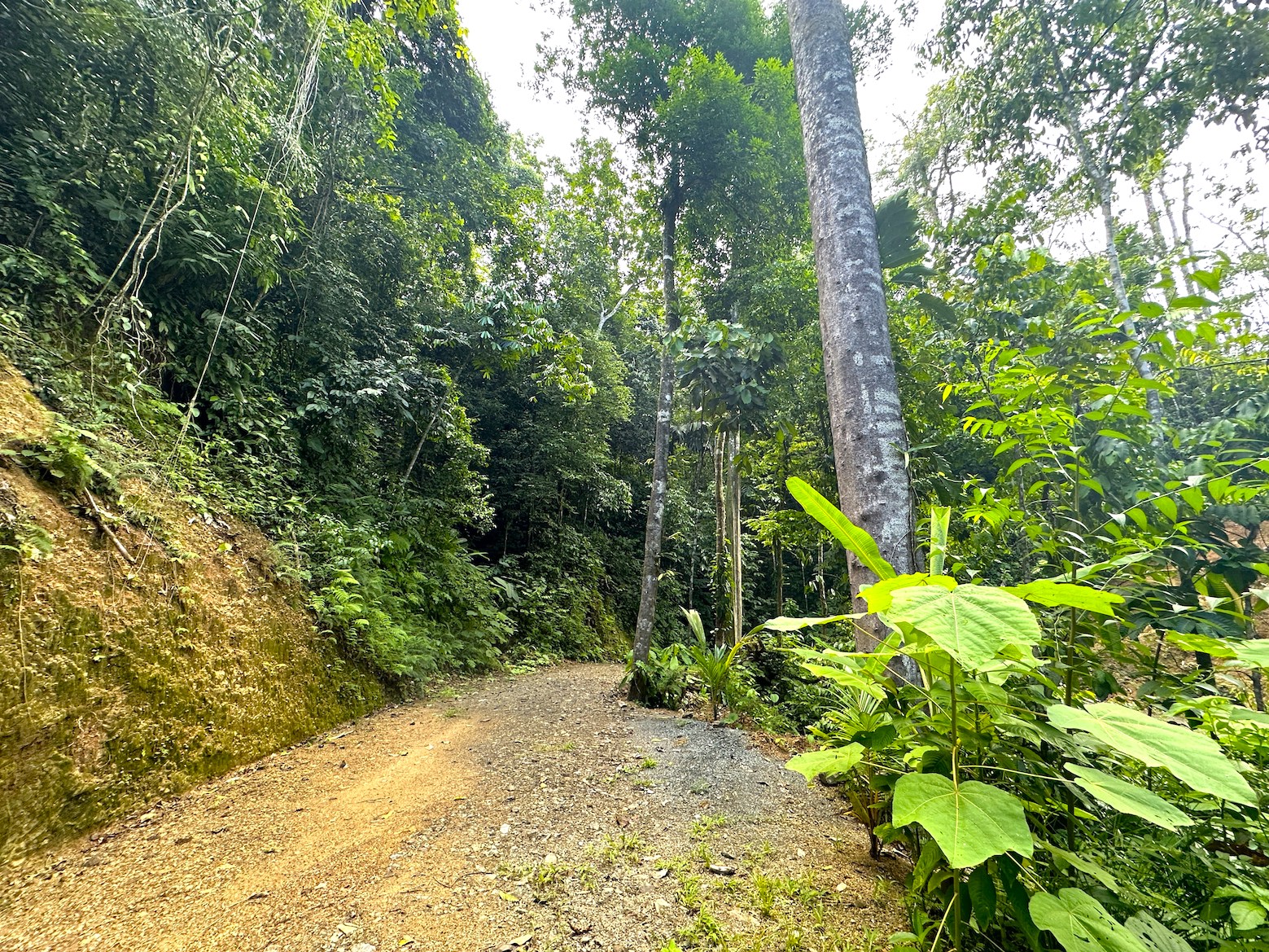 0 bed Land For Sale in Ojochal, Puntarenas - thumb 16