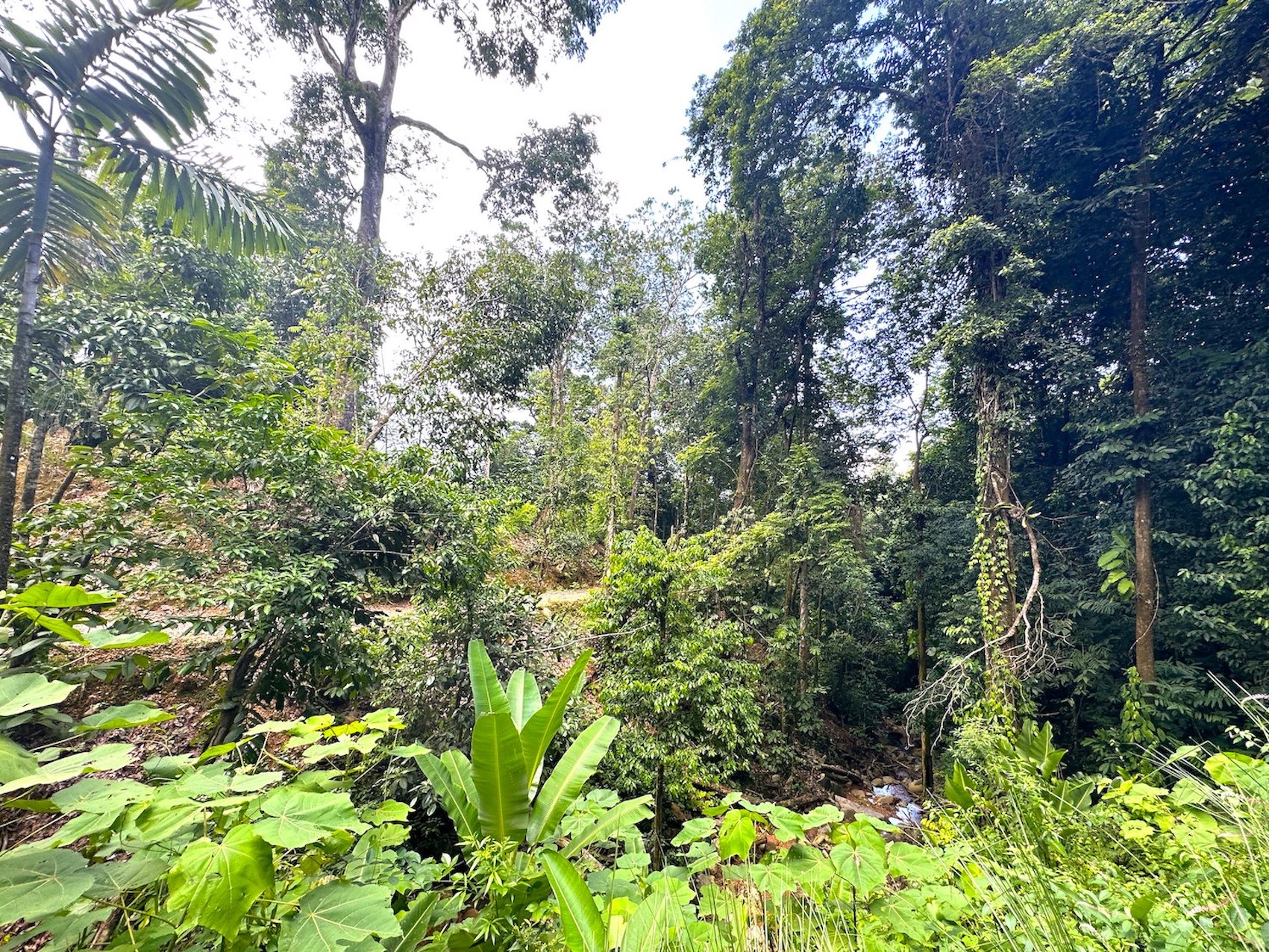 0 bed Land For Sale in Ojochal, Puntarenas - thumb 23
