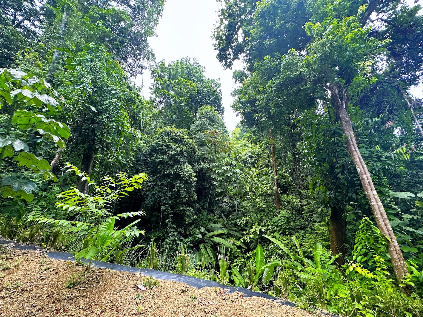 0 bed Land For Sale in Ojochal, Puntarenas - thumb 14