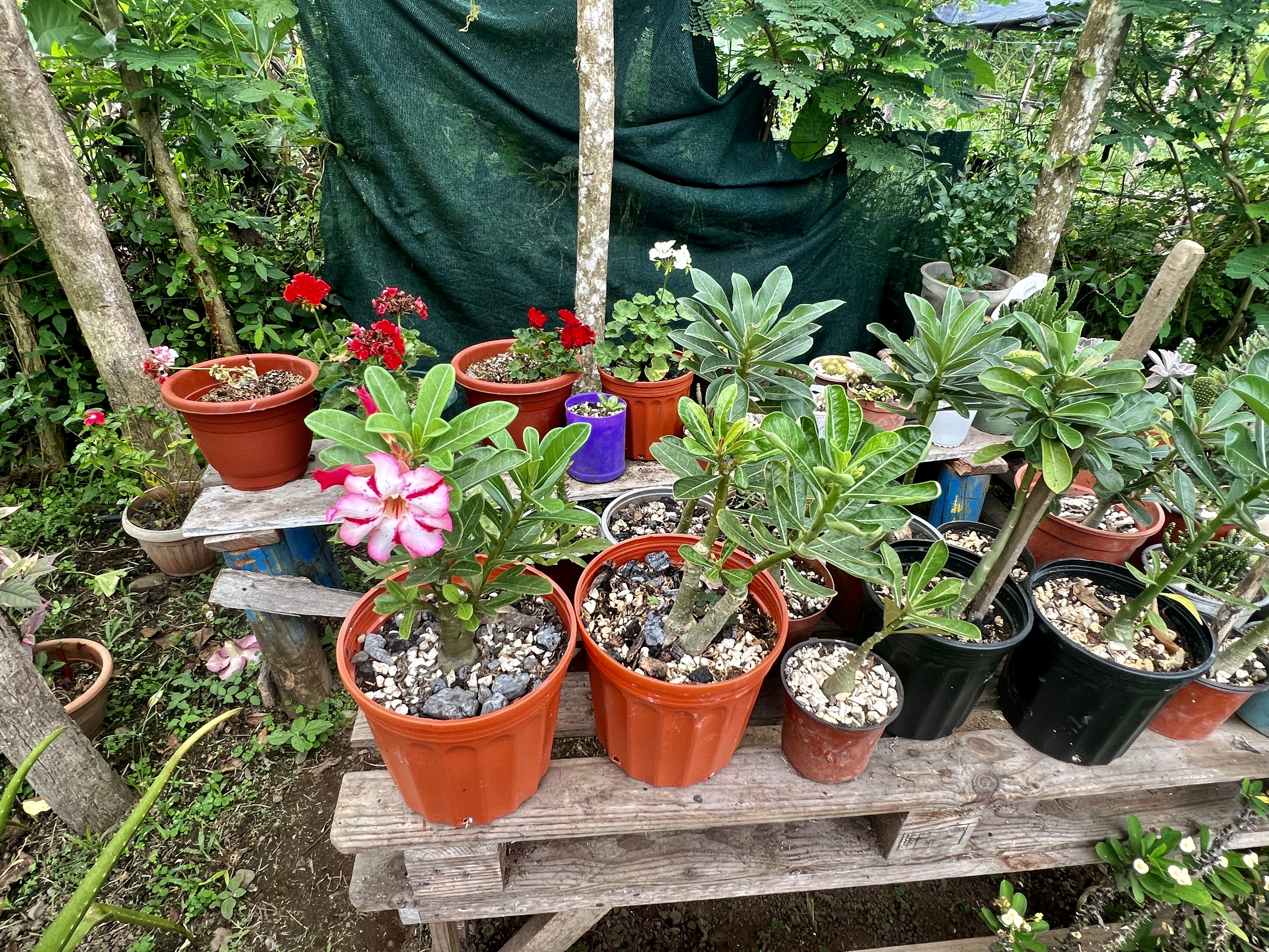 0 bed Land For Sale in Quepos, Puntarenas - thumb 11