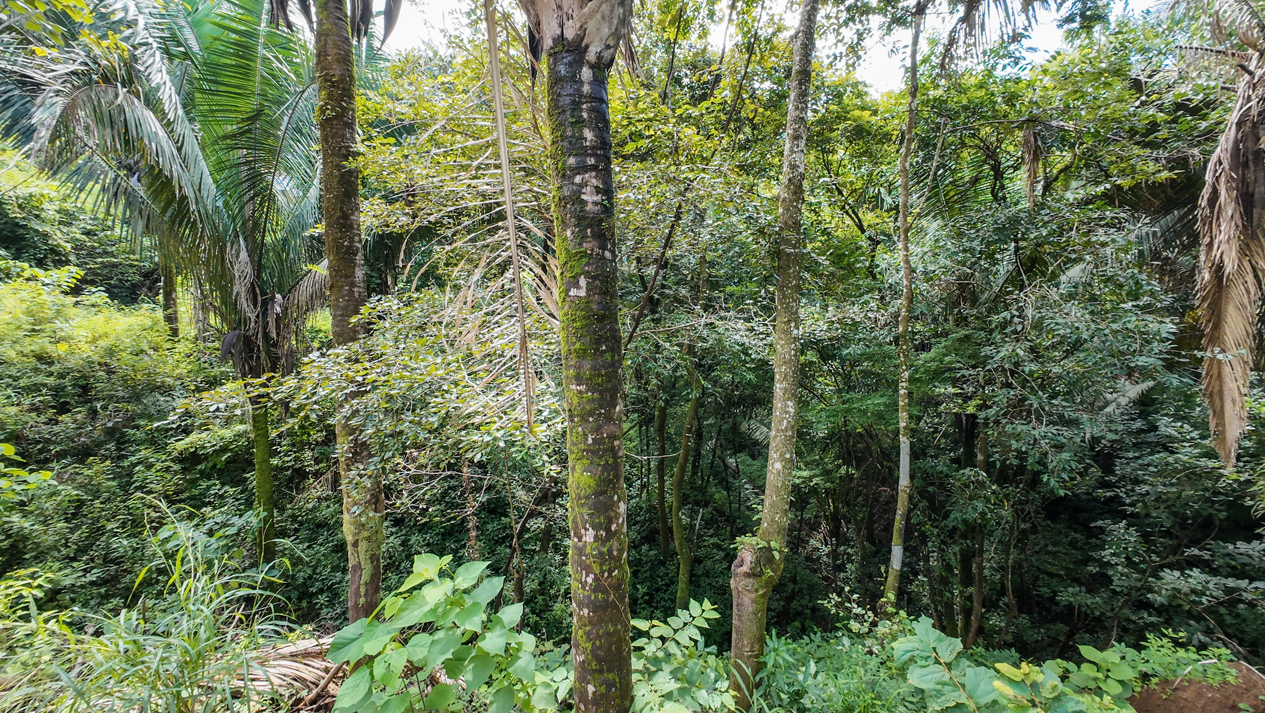 0 bed Land For Sale in Nosara, Guanacaste - thumb 11