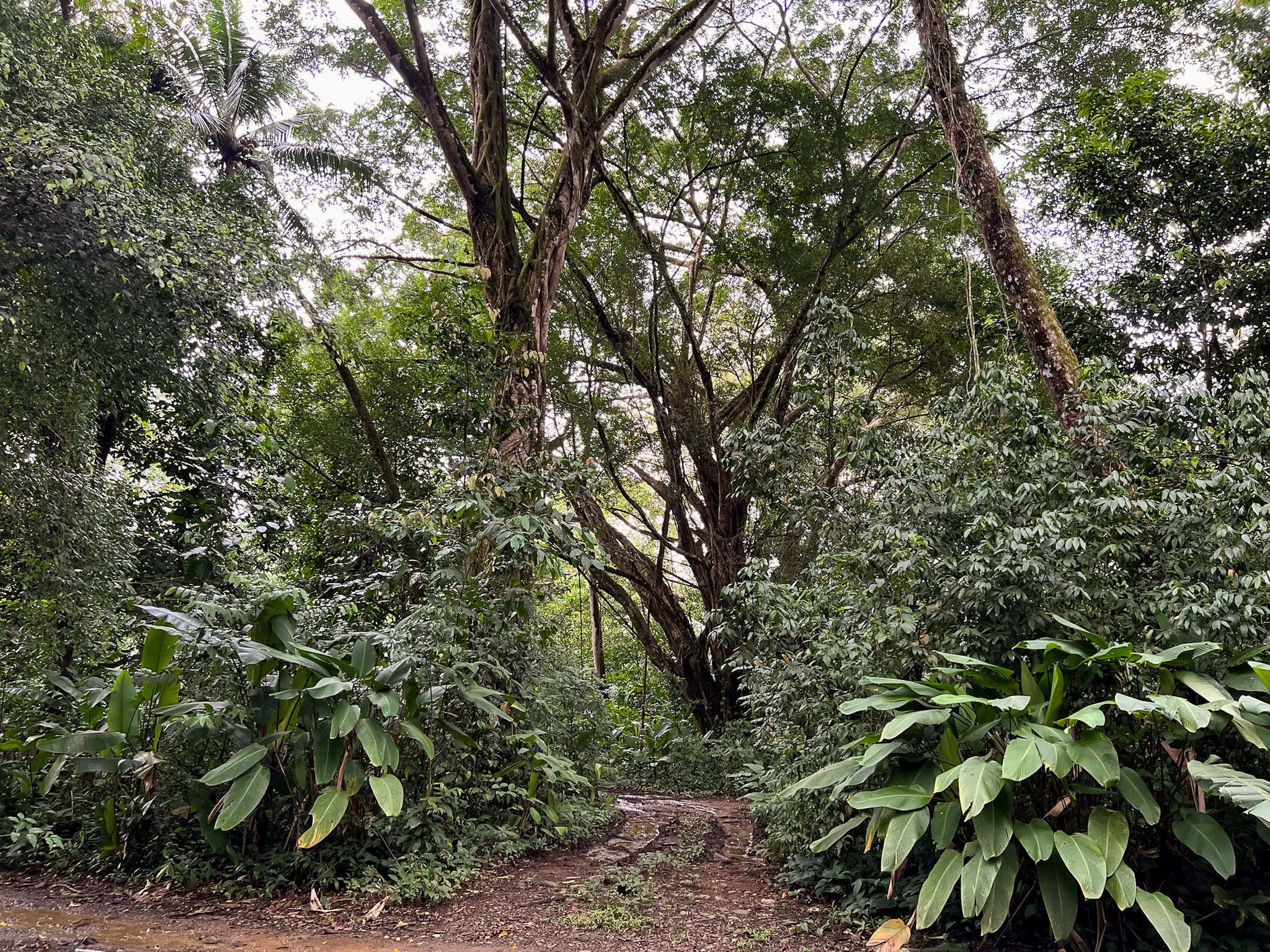 0 bed Land For Sale in Uvita, Puntarenas - thumb 13