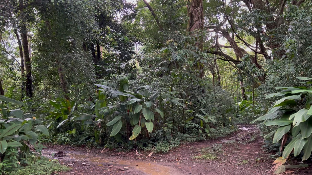 0 bed Land For Sale in Uvita, Puntarenas - thumb 10