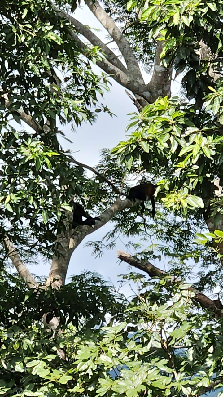 0 bed Land For Sale in Paquera, Puntarenas - thumb 11