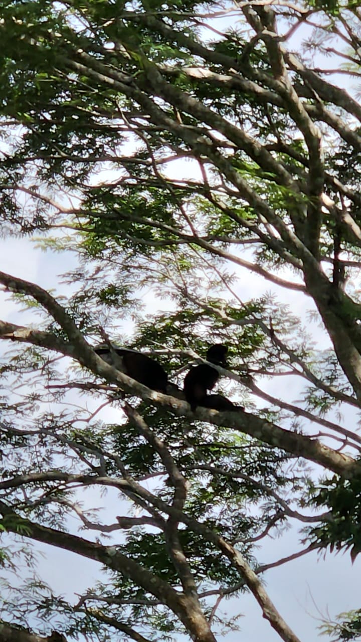 0 bed Land For Sale in Paquera, Puntarenas - thumb 12