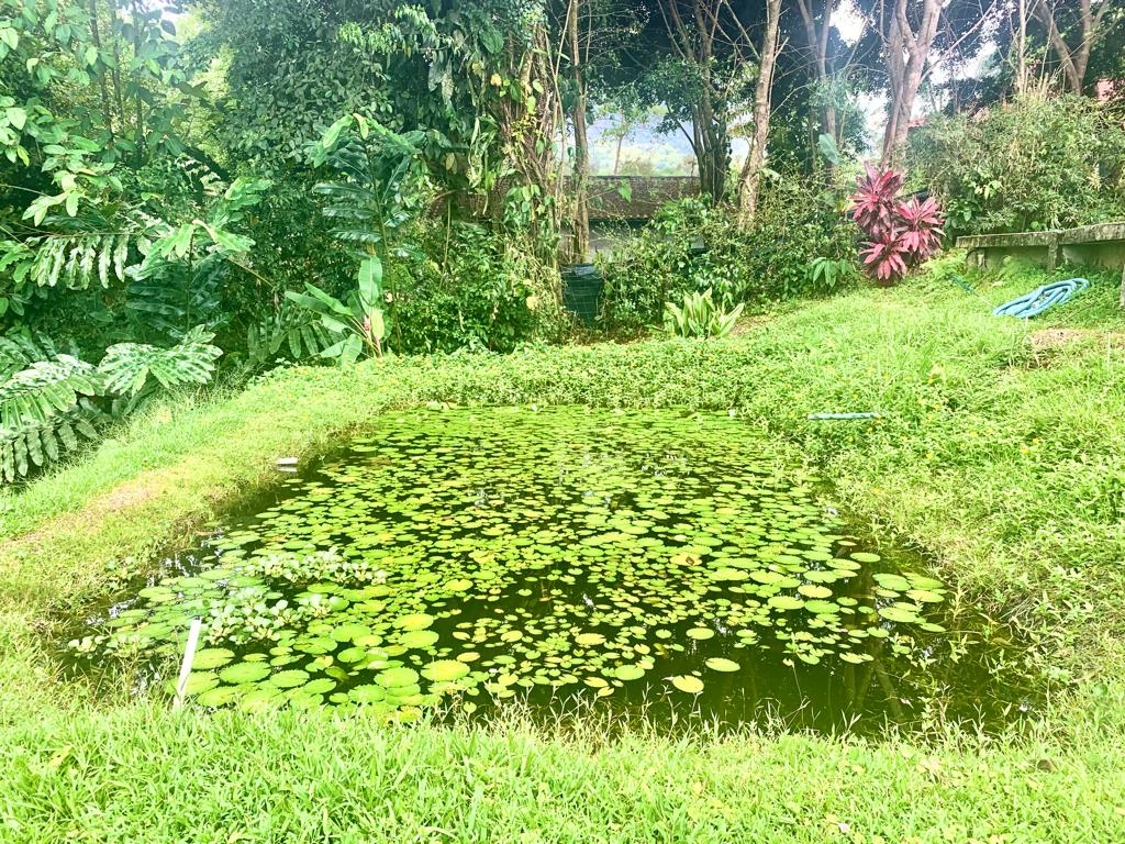 5 bed Single Family Homes For Sale in La Fortuna, Alajuela - thumb 17