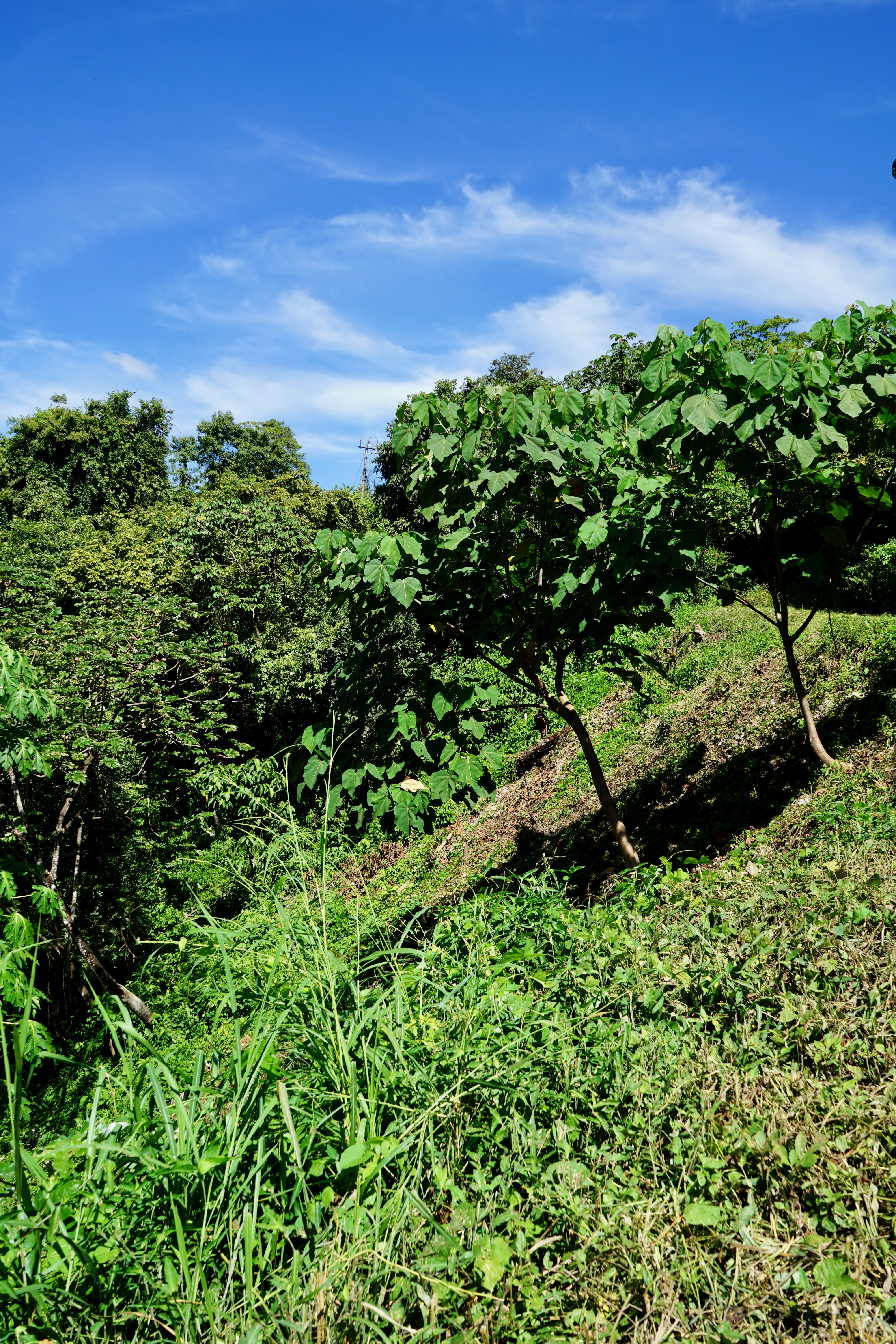 0 bed Land For Sale in Nosara, Guanacaste - thumb 14