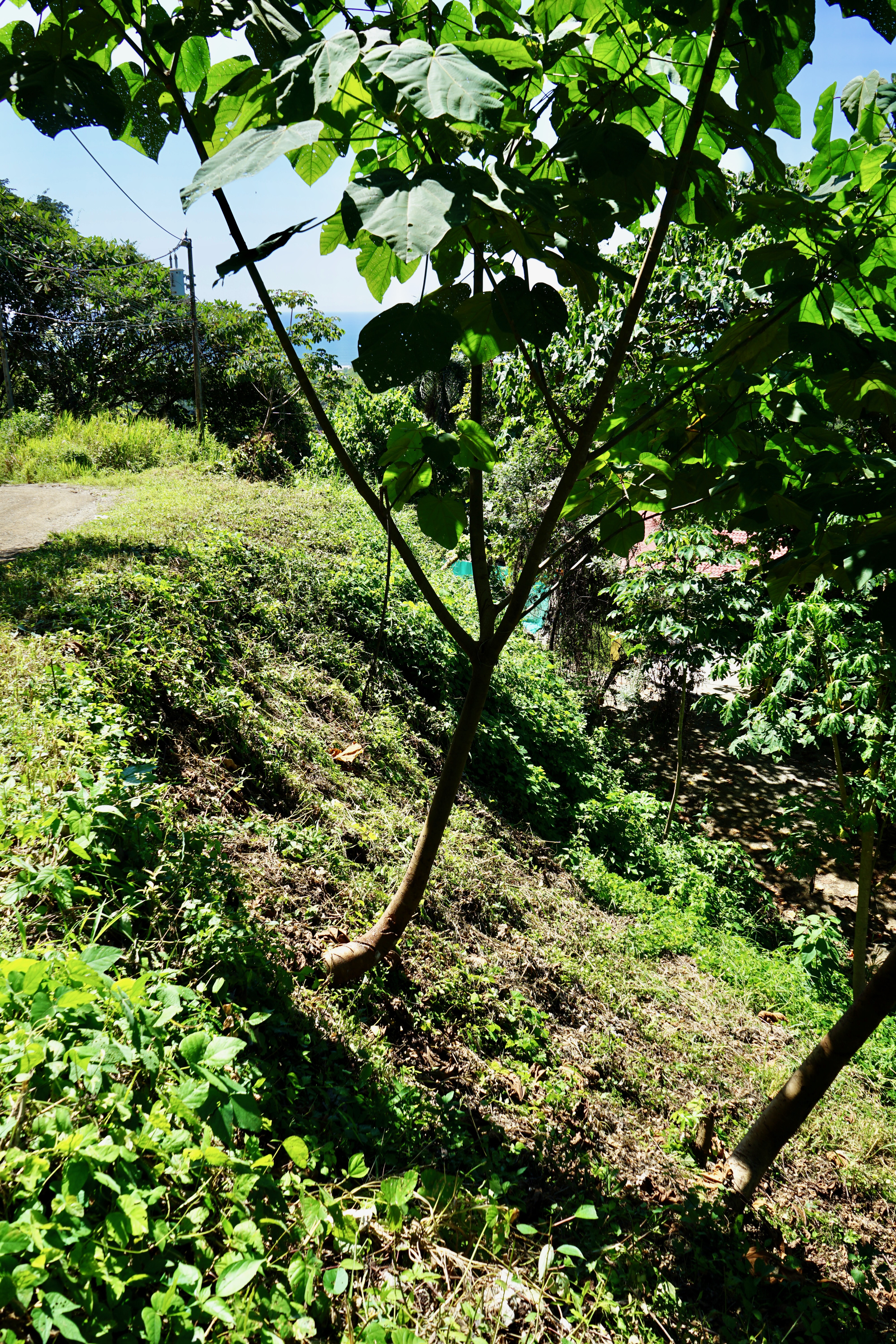 0 bed Land For Sale in Nosara, Guanacaste - thumb 10