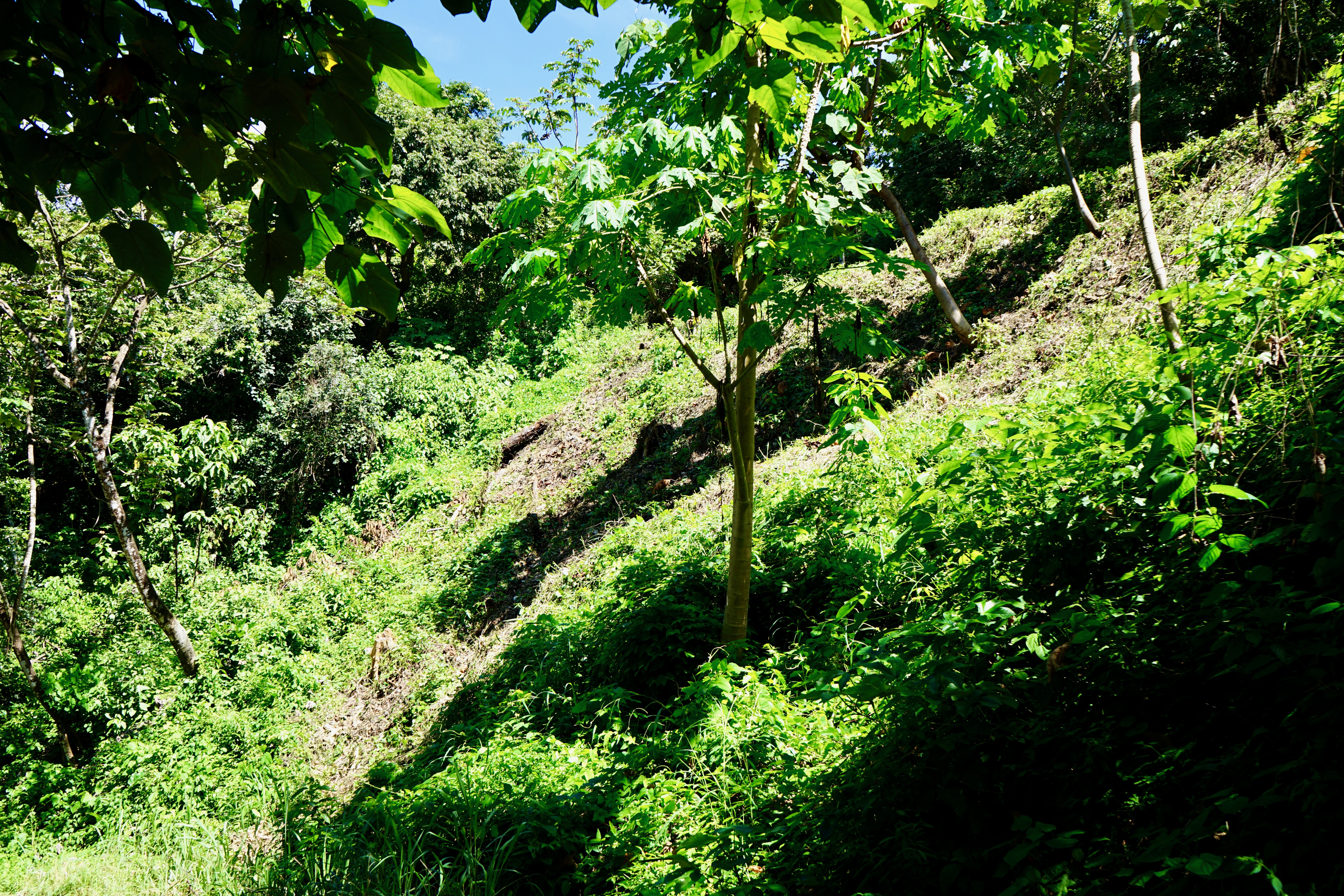 0 bed Land For Sale in Nosara, Guanacaste - thumb 15