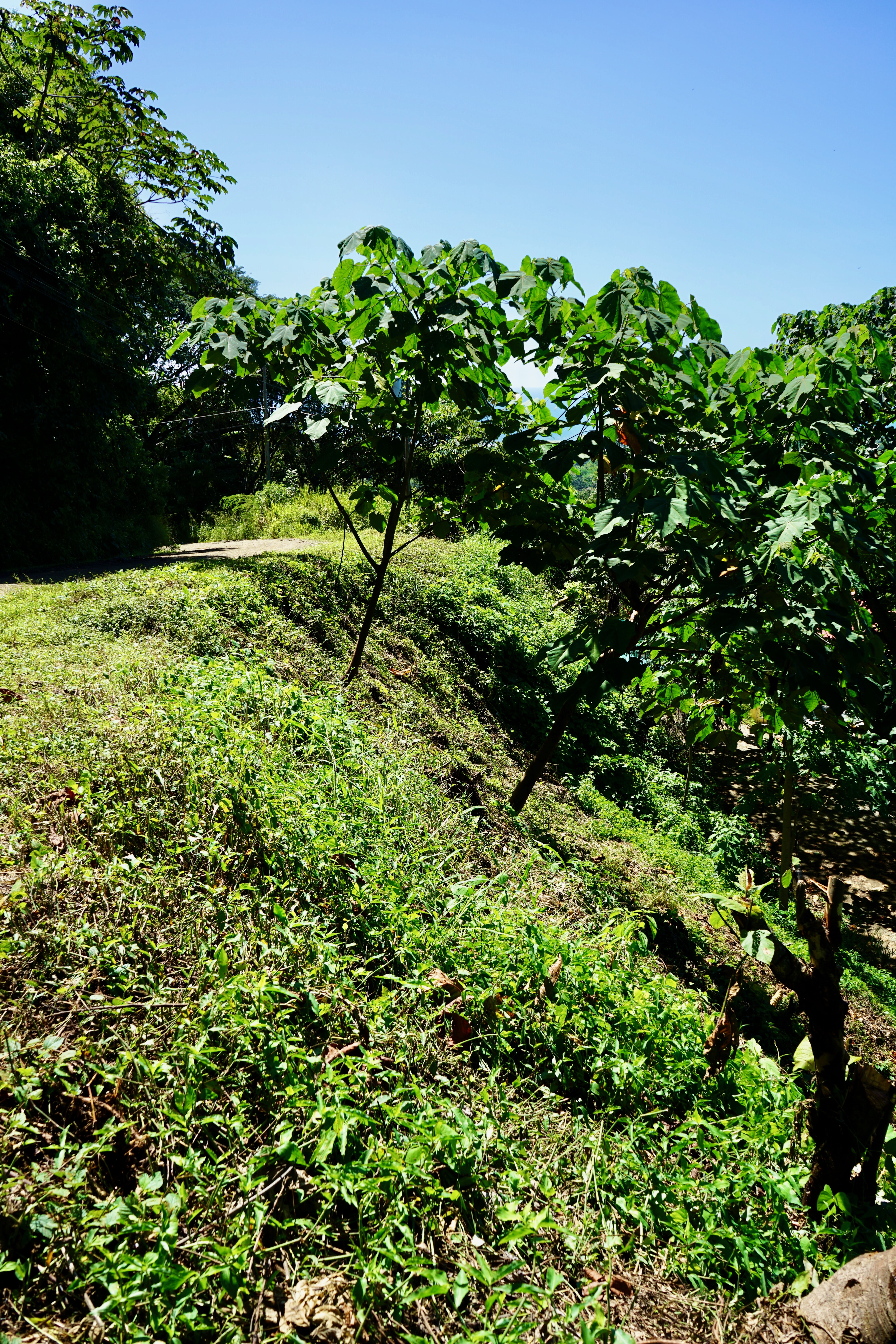 0 bed Land For Sale in Nosara, Guanacaste - thumb 8