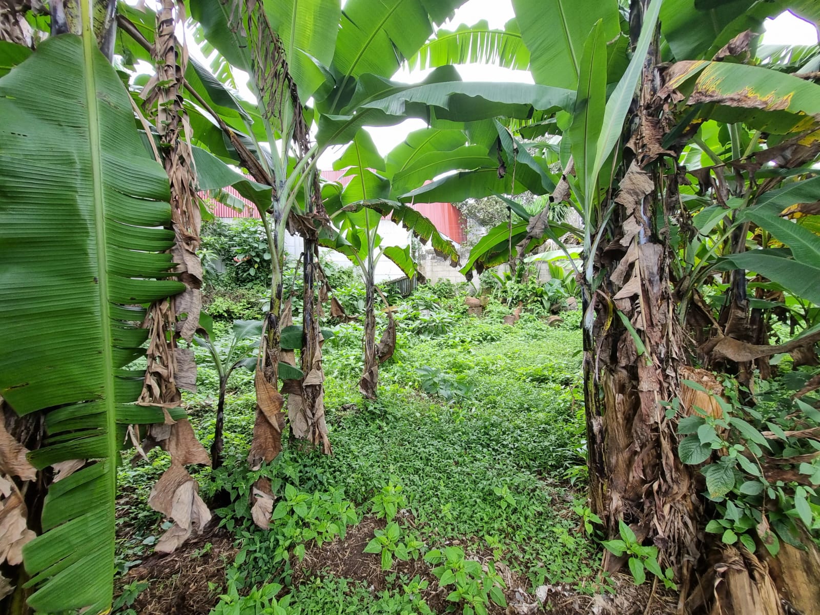 0 bed Land For Sale in Zapote, San Jose - thumb 1