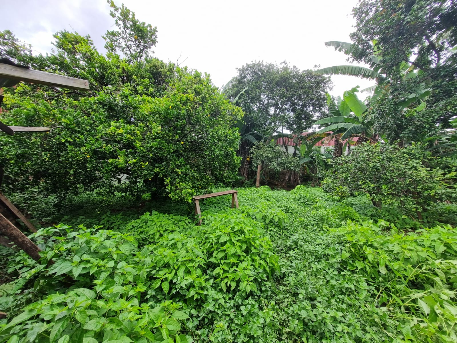0 bed Land For Sale in Zapote, San Jose - thumb 5