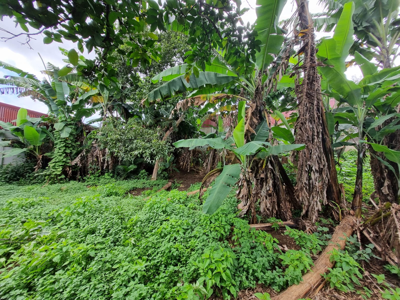 0 bed Land For Sale in Zapote, San Jose - thumb 4