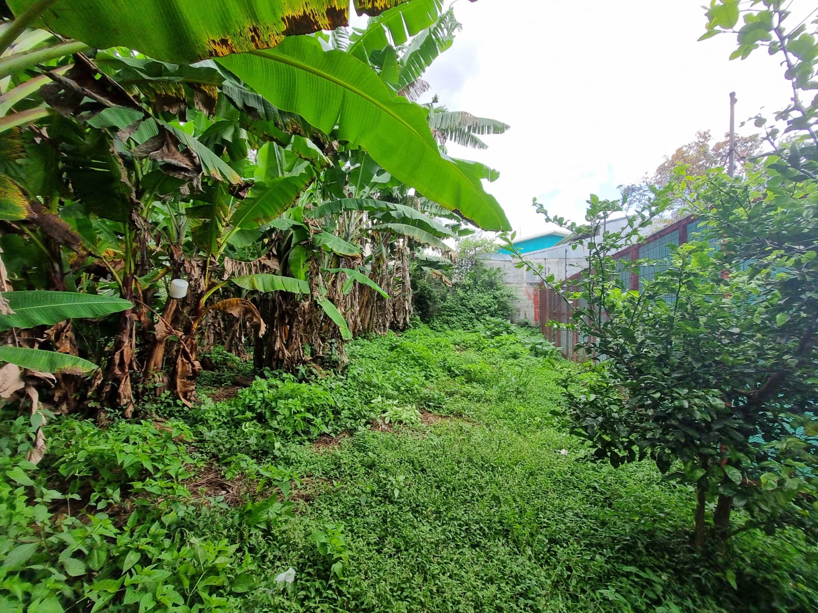 0 bed Land For Sale in Zapote, San Jose - thumb 6