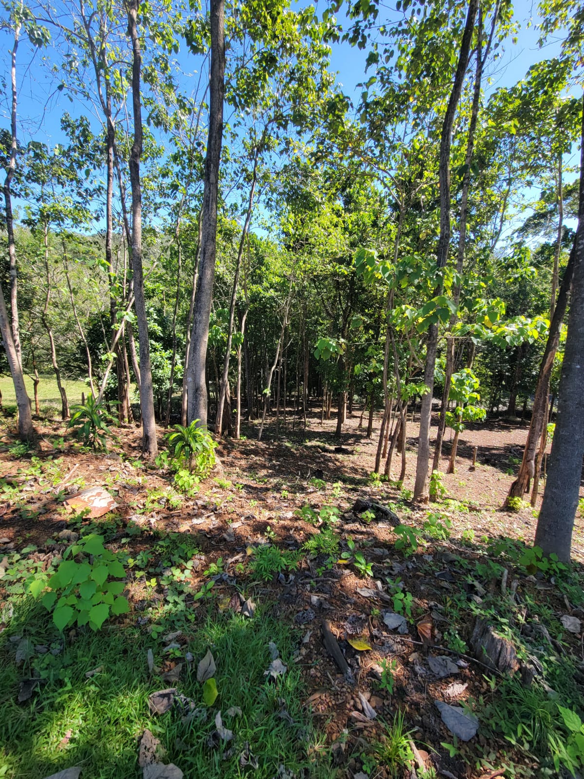 0 bed Land For Sale in Samara, Guanacaste - thumb 5