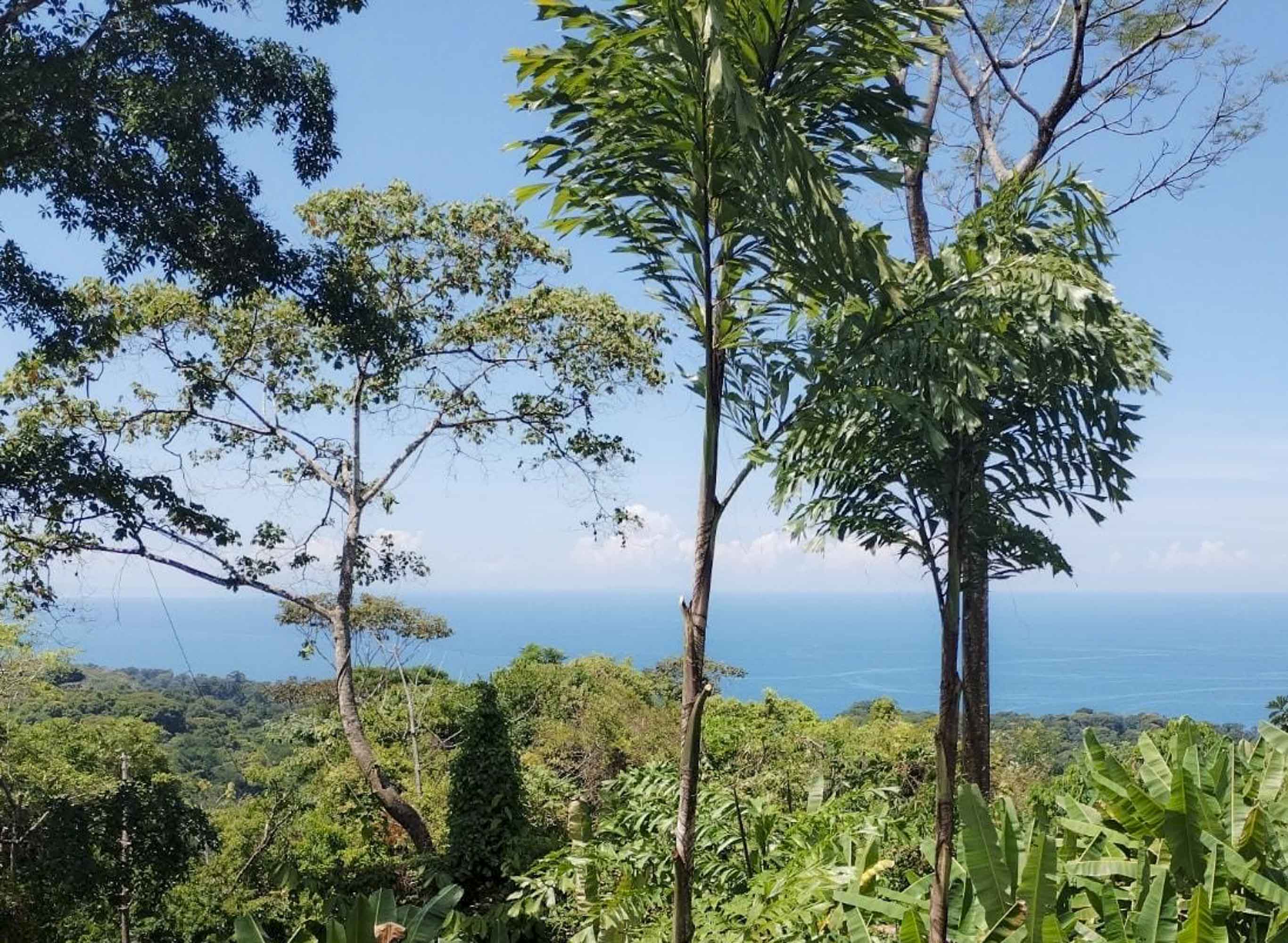 1 bed Single Family Homes For Sale in Uvita, Puntarenas - thumb 2