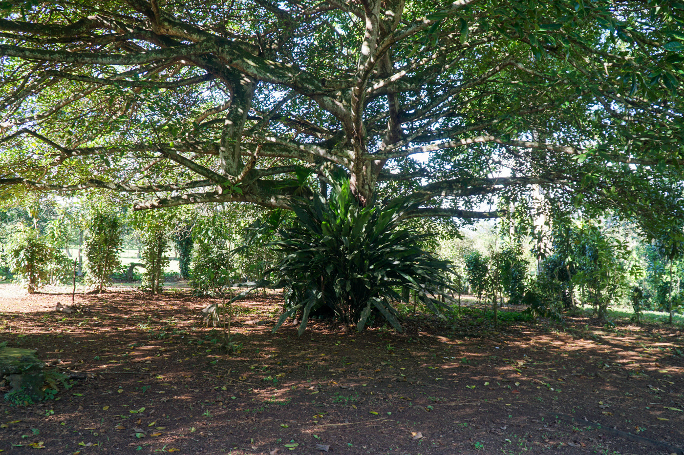 4 bed Single Family Homes For Sale in Perez Zeledon, San Jose - thumb 10