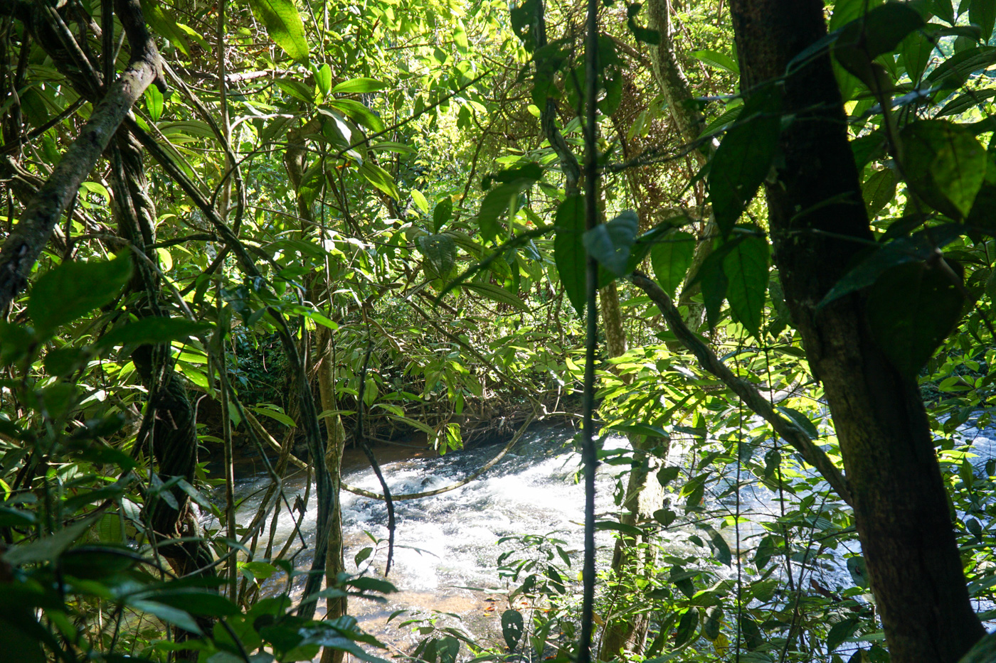 4 bed Single Family Homes For Sale in Perez Zeledon, San Jose - thumb 12